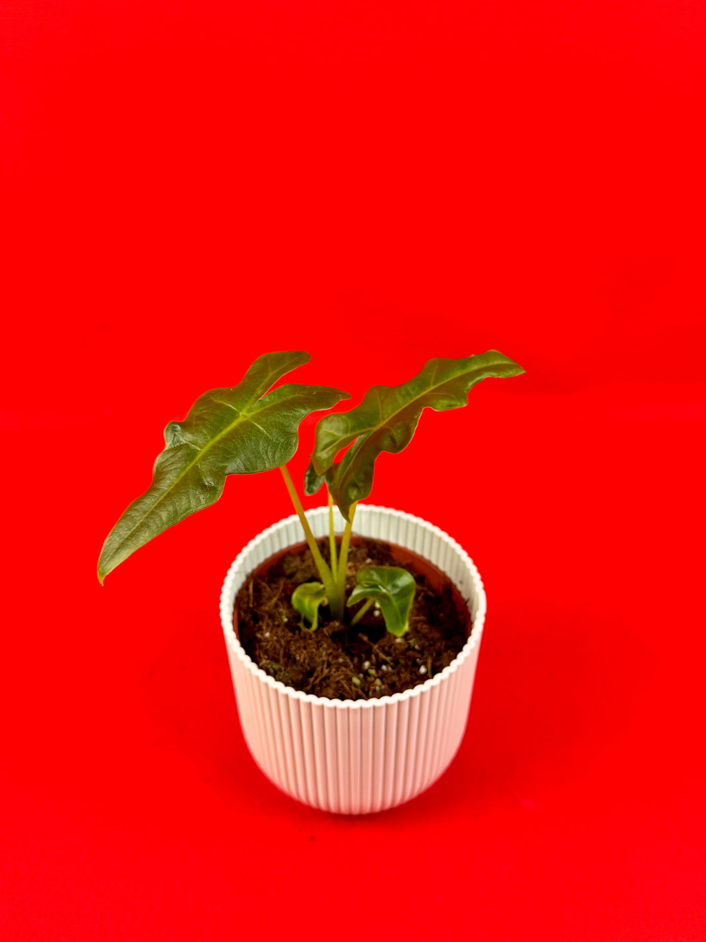 Alocasia Portei - LUplnts