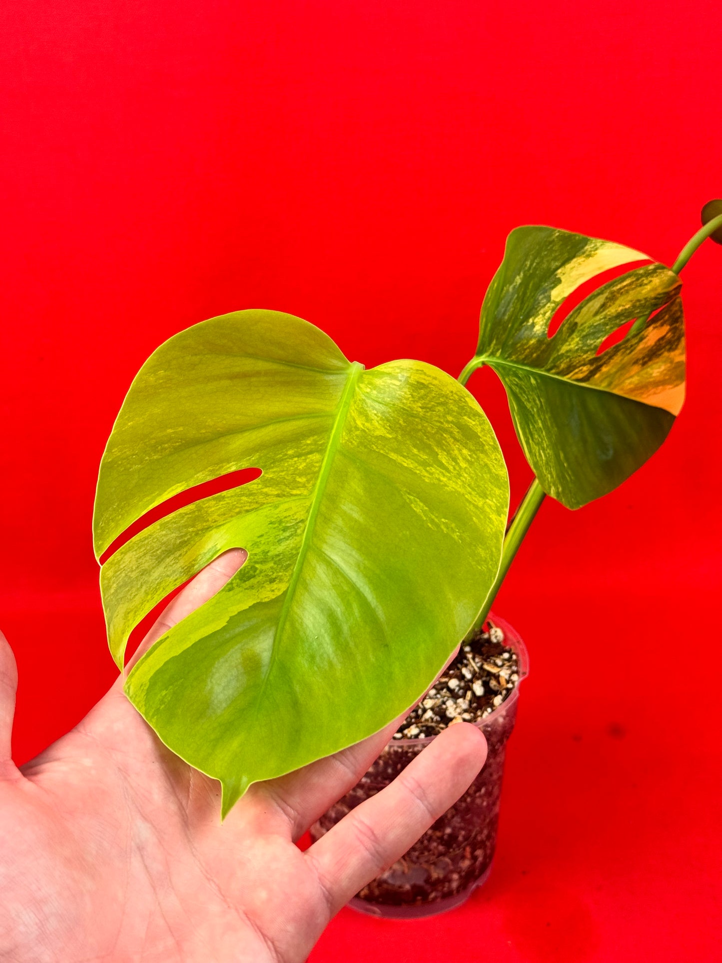 Monstera Deliciosa Aurea - LUplnts