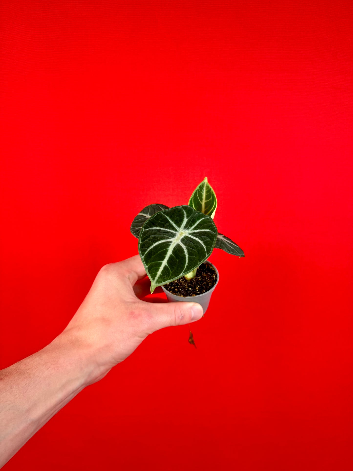 Alocasia Bundle (s)