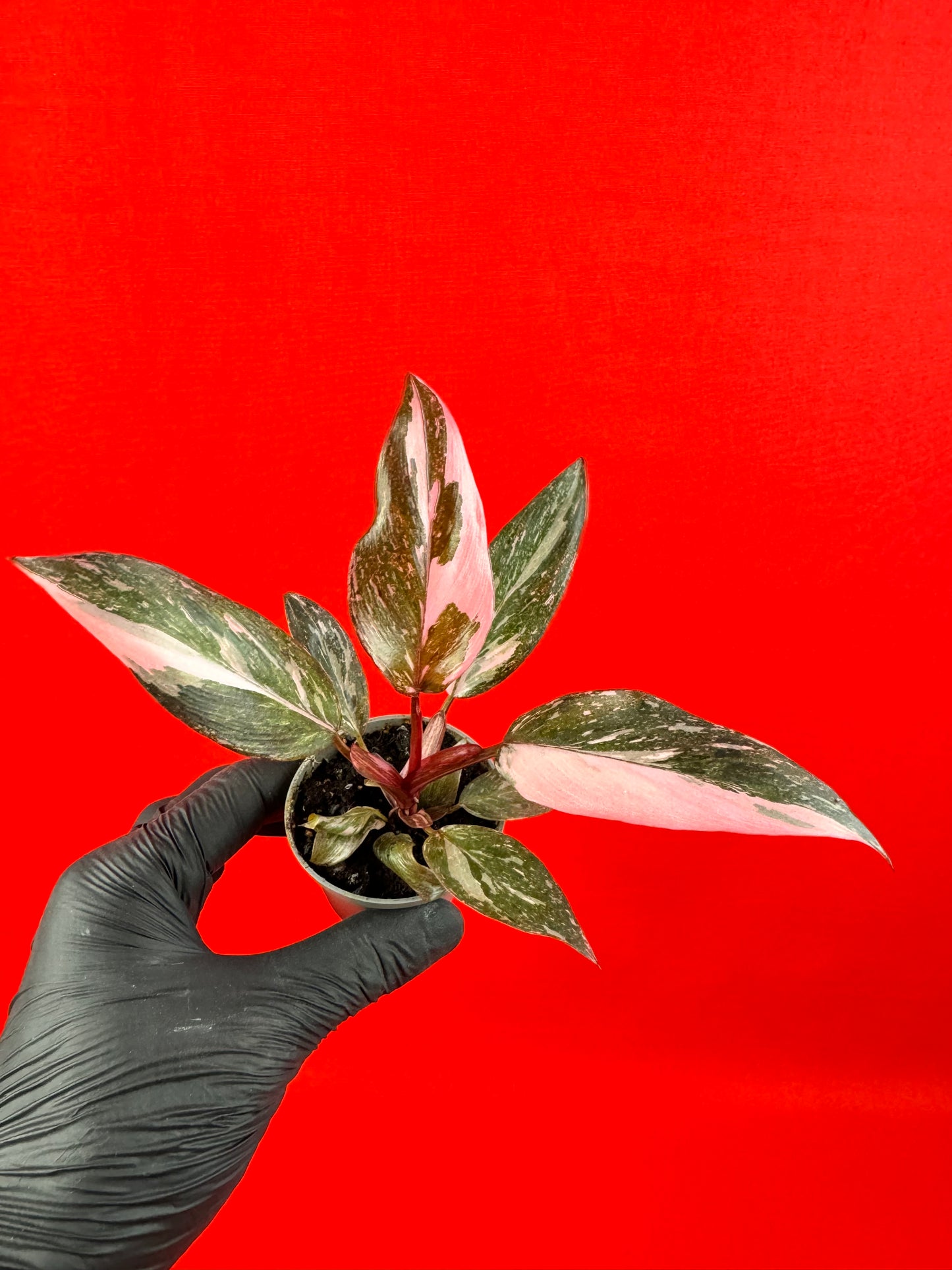 Philodendron 'Pink Princess Marble' (s) - LUplnts
