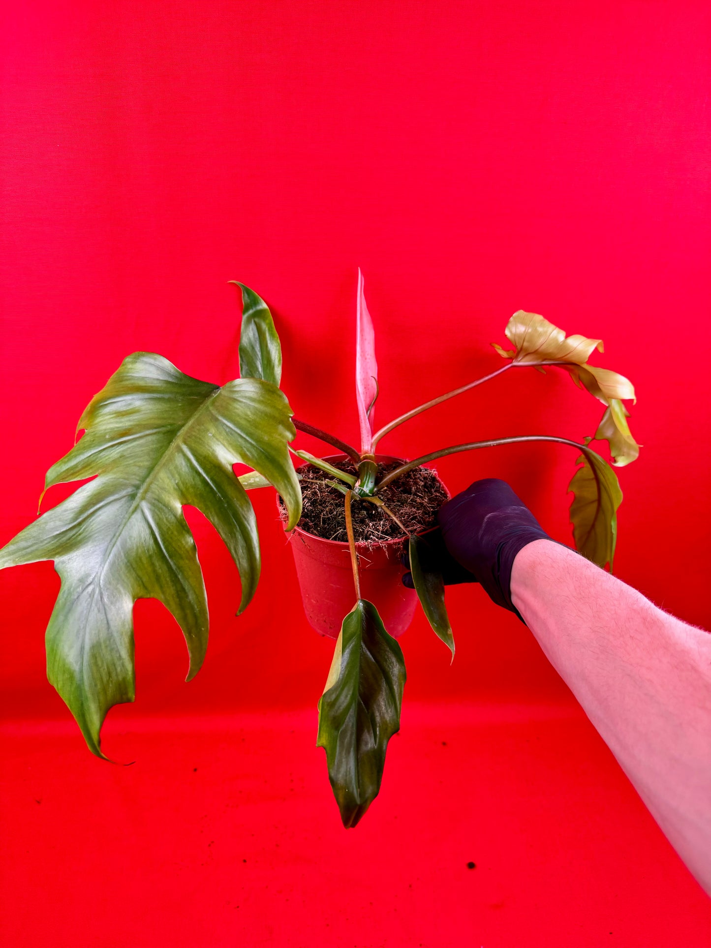 Philodendron Mayoi - LUplnts