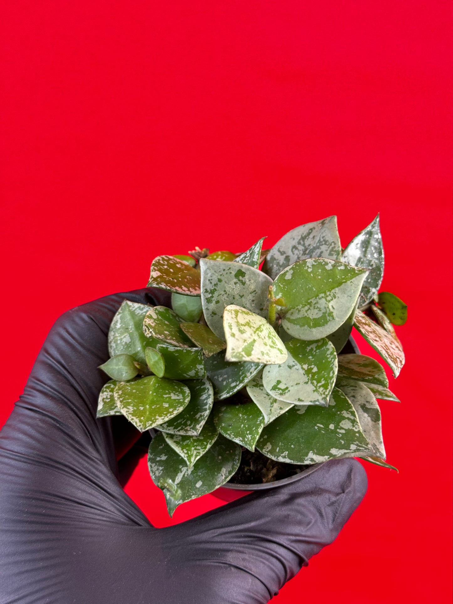 Hoya krohniana 'Eskimo' (s) - LUplnts