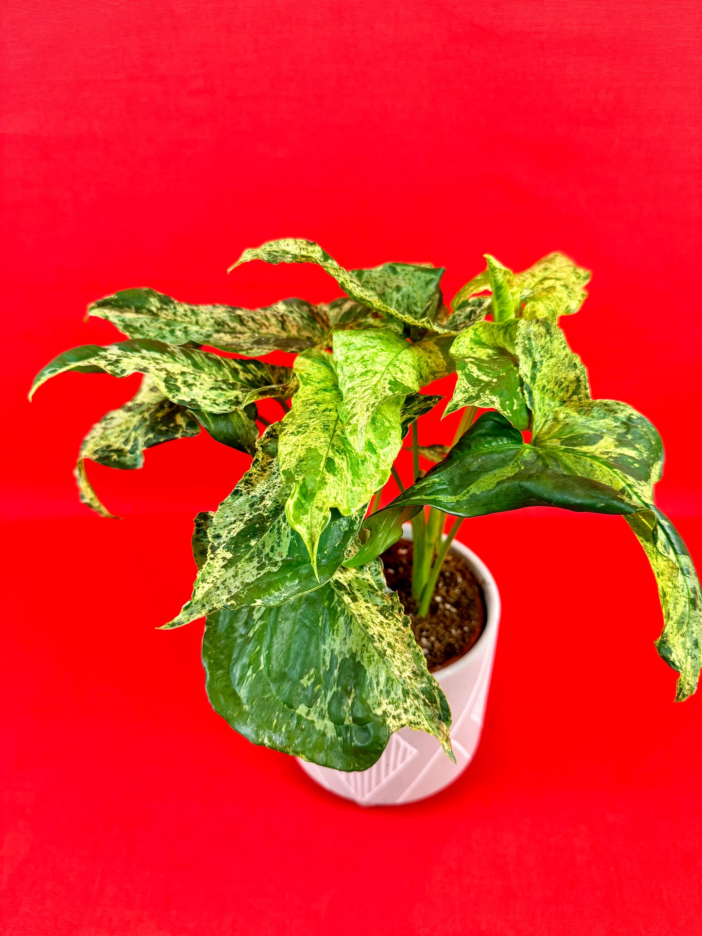 Syngonium Mottled Mojito - LUplnts