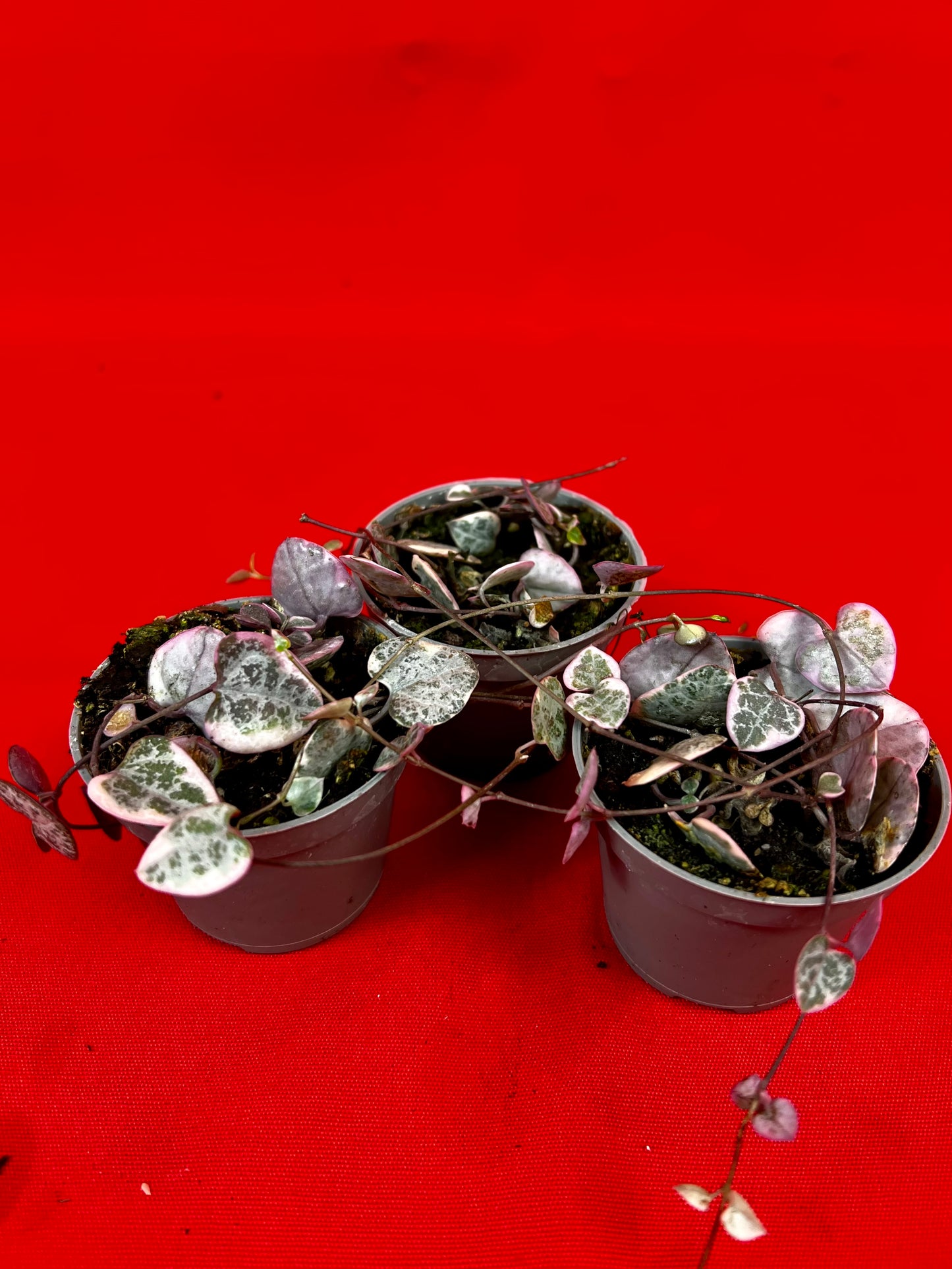 Ceropegia Woodii Variegata (s) - LUplnts