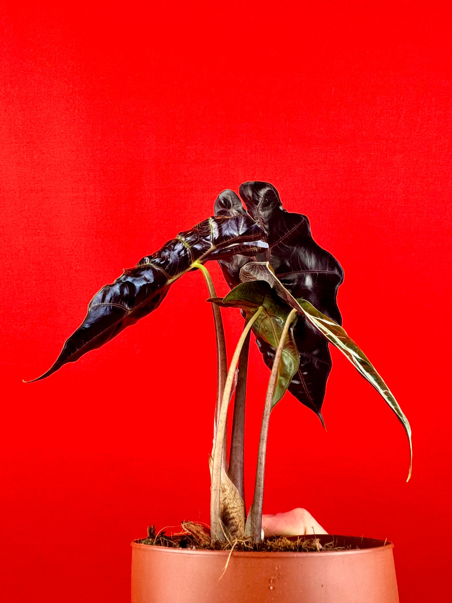 Alocasia Amazonica Polly