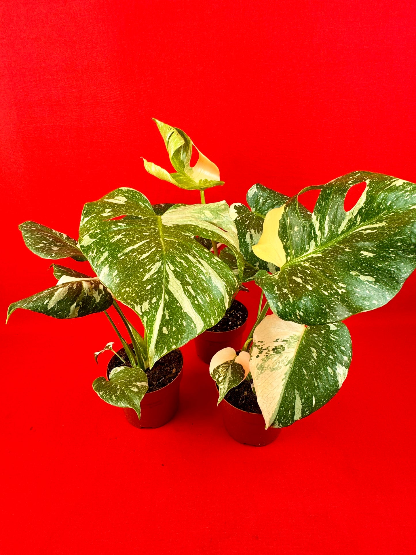 Monstera Thai Constellation - LUplnts