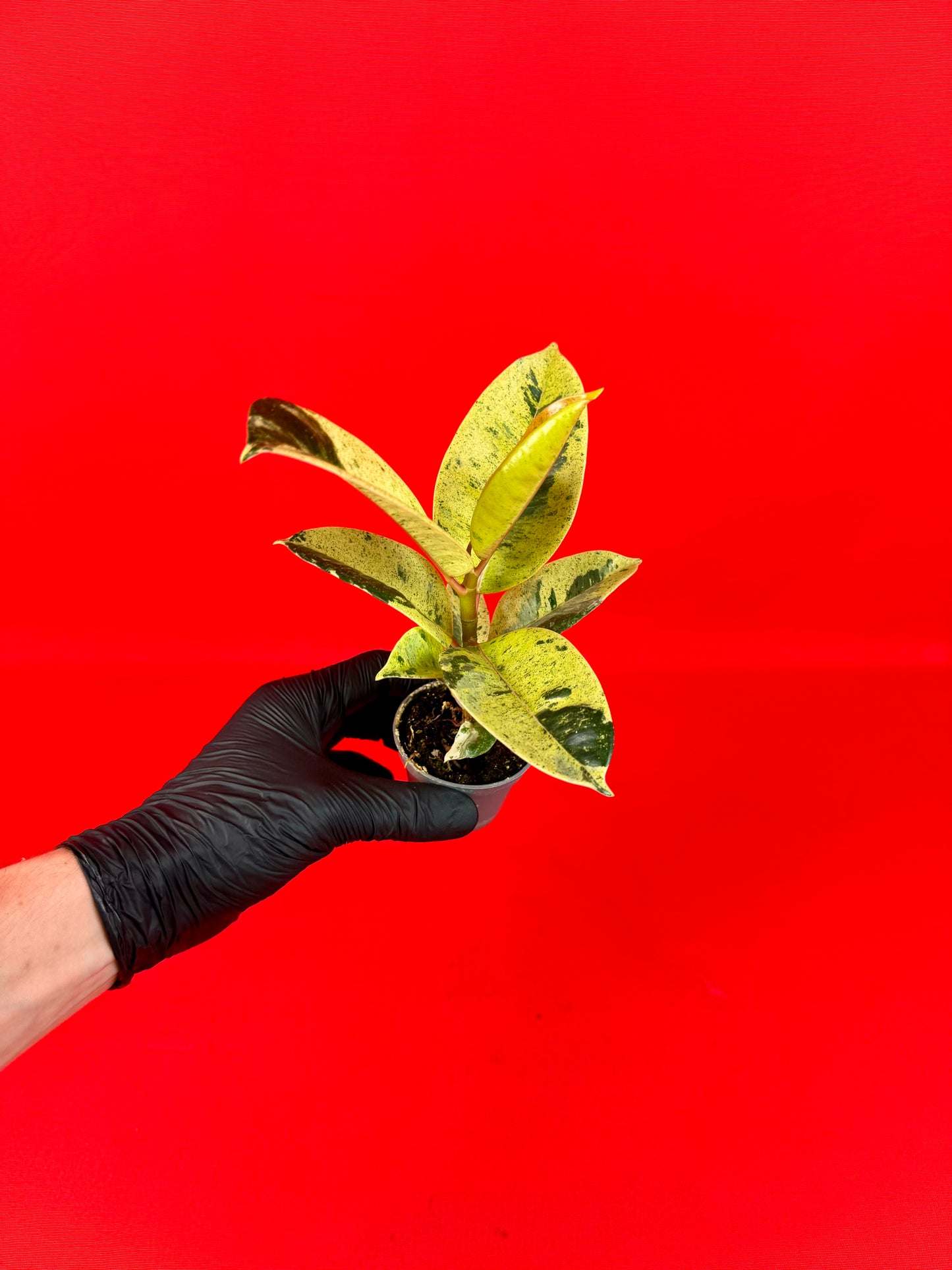 Ficus Schrijveriana Moonshine (s) - LUplnts