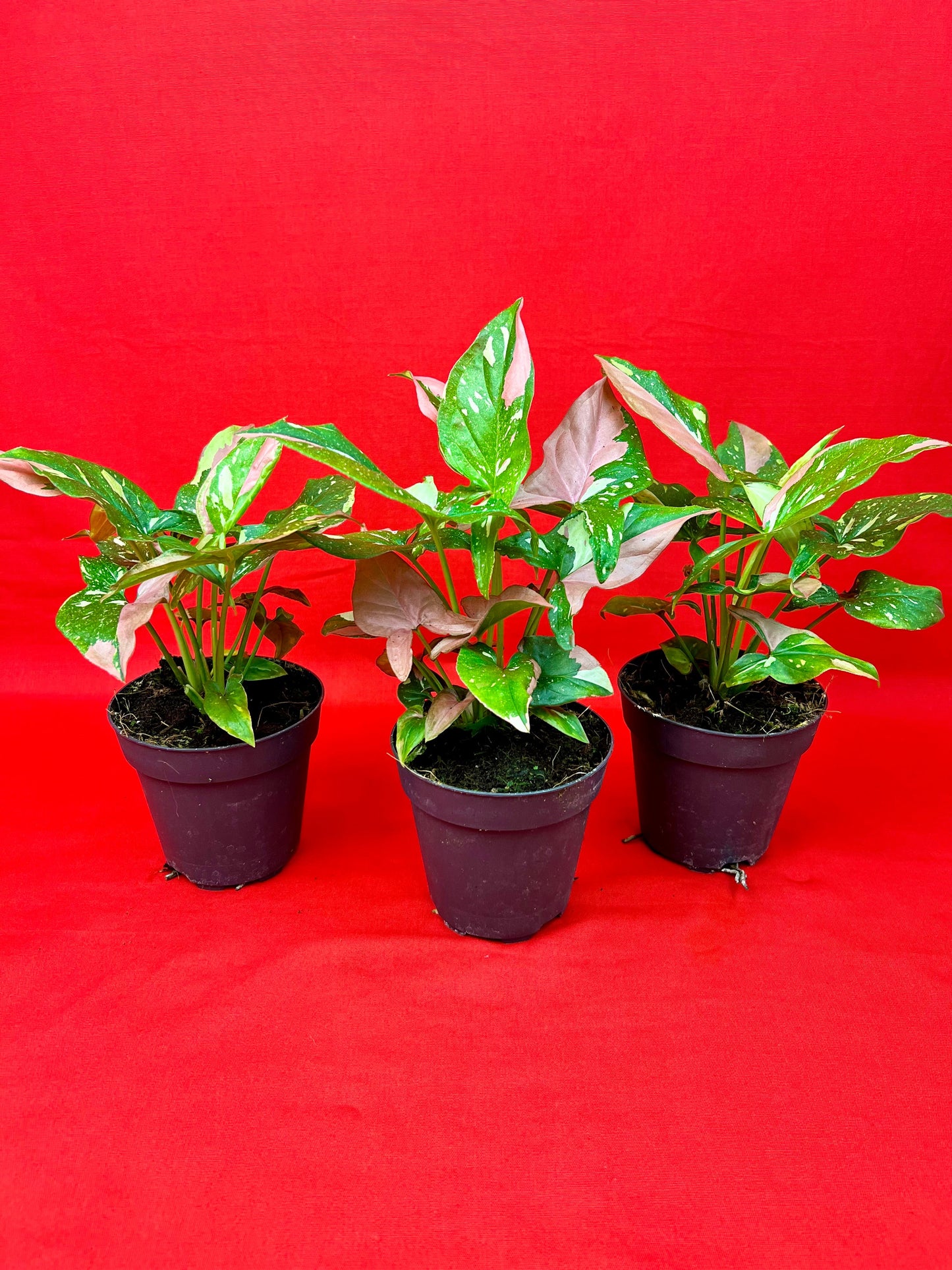 Syngonium Red Spot Tricolor - LUplnts