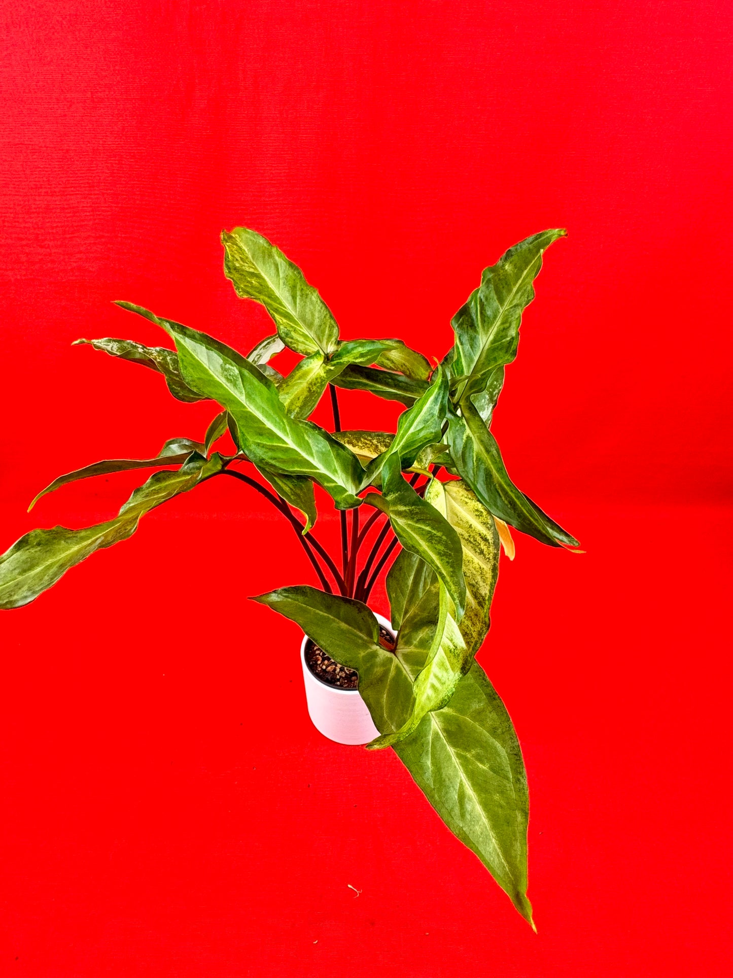 Syngonium Angustatum (reverted) - LUplnts
