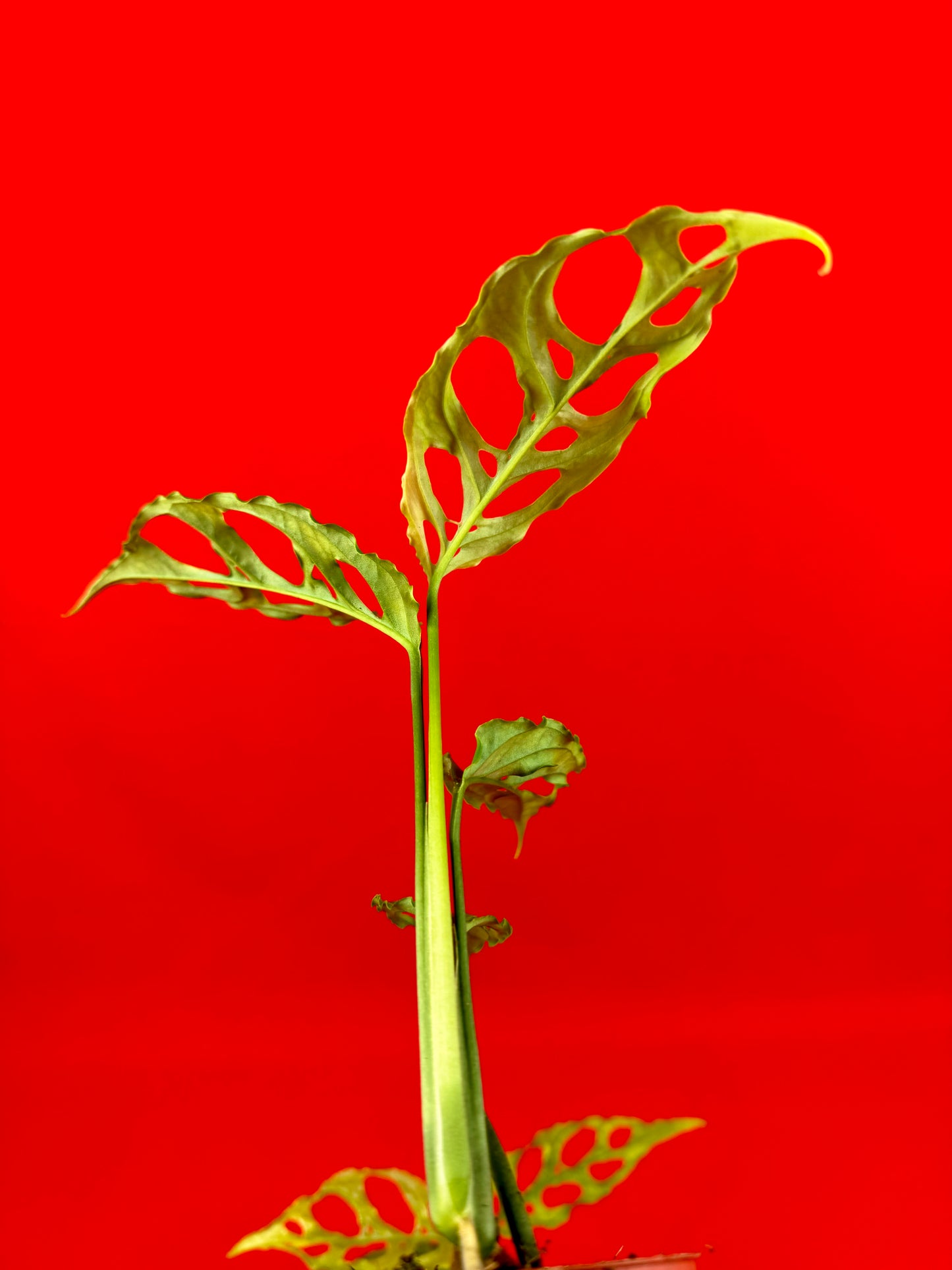 Monstera obliqua Peru (s) - LUplnts