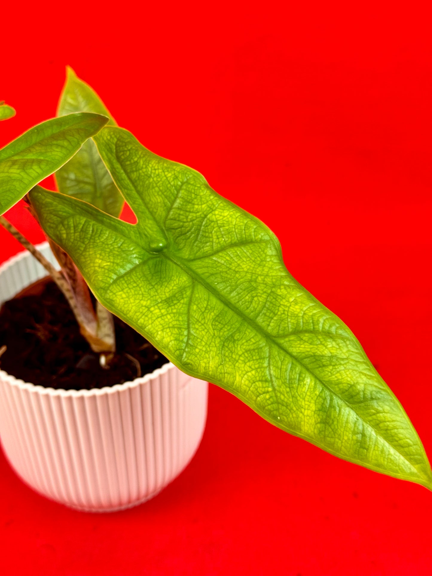 Alocasia sulawesi Green Carpet - LUplnts