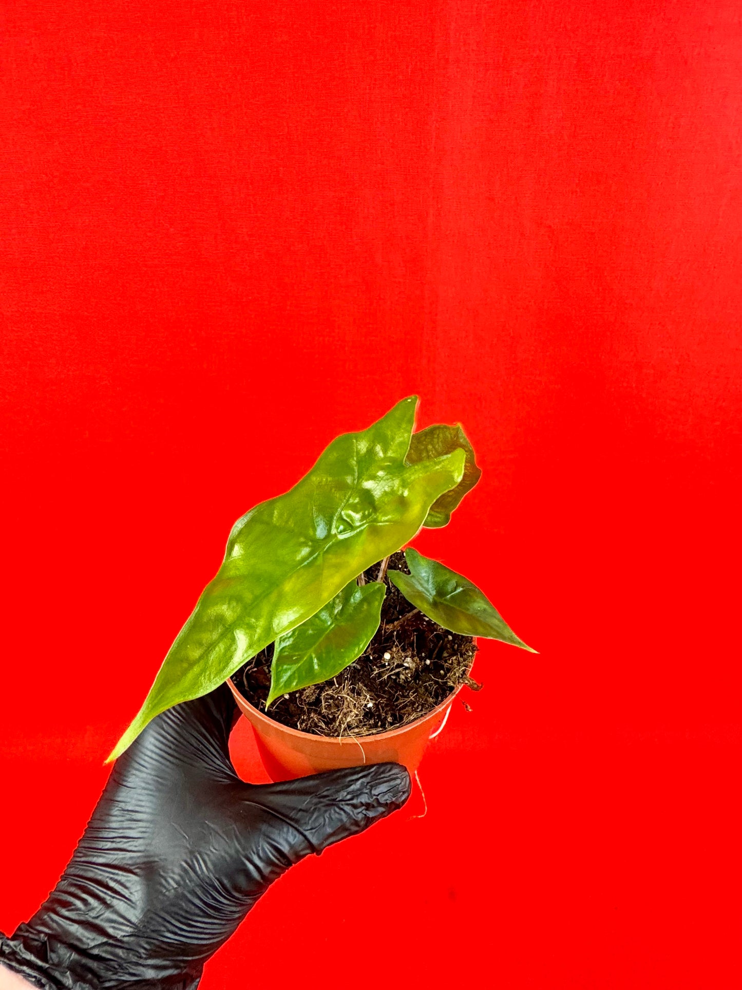 Alocasia nycteris 'Bat Wing' - LUplnts