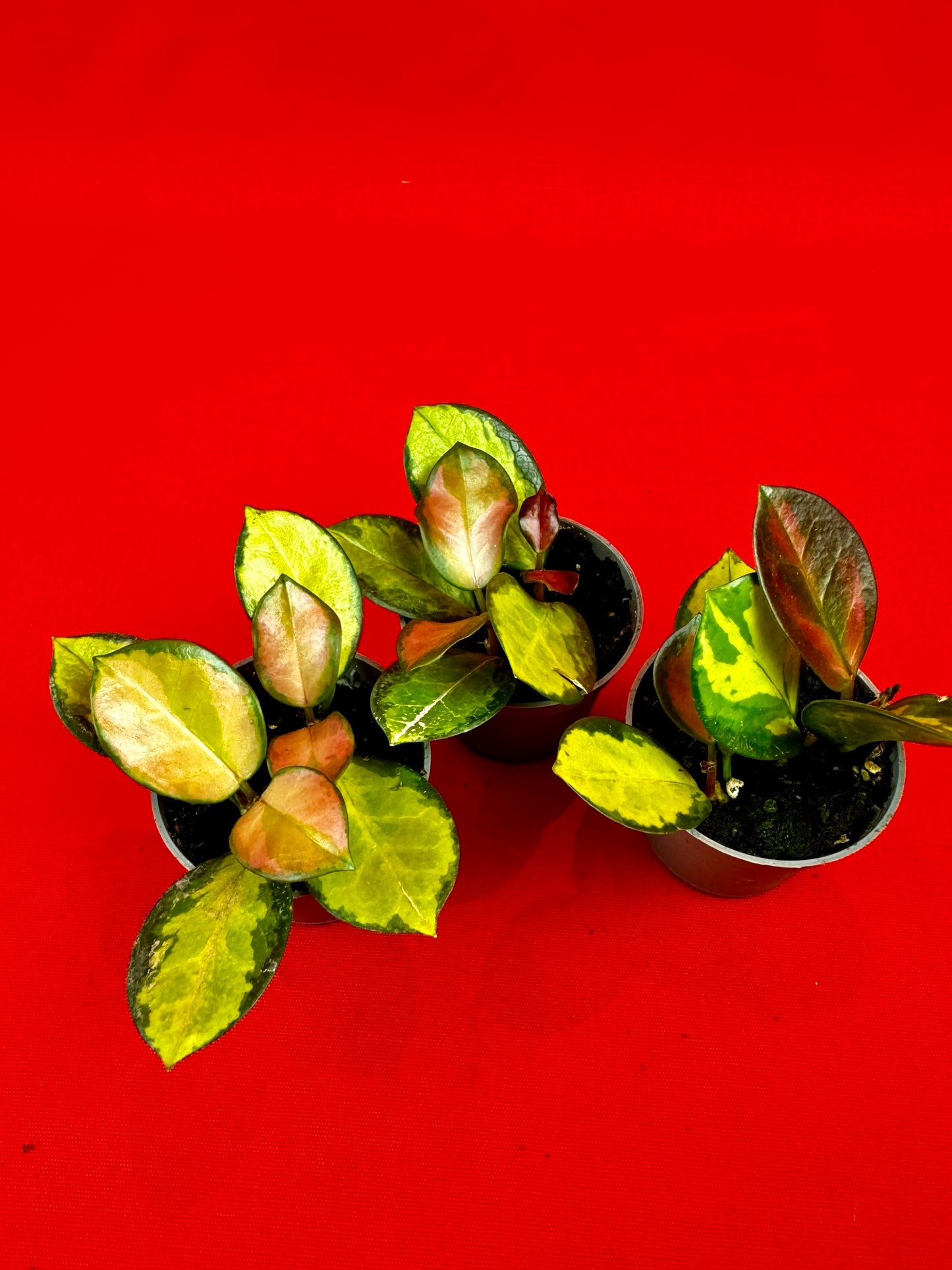 Hoya carnosa 'Tricolor' (s) - LUplnts