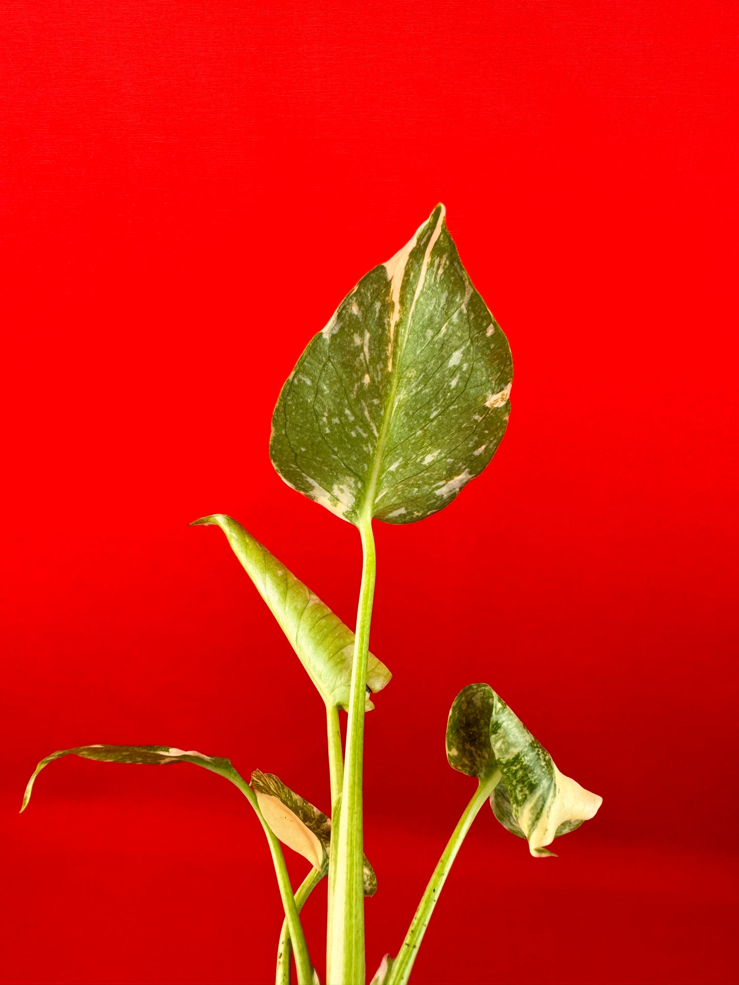 Monstera Thai Constellation (s)