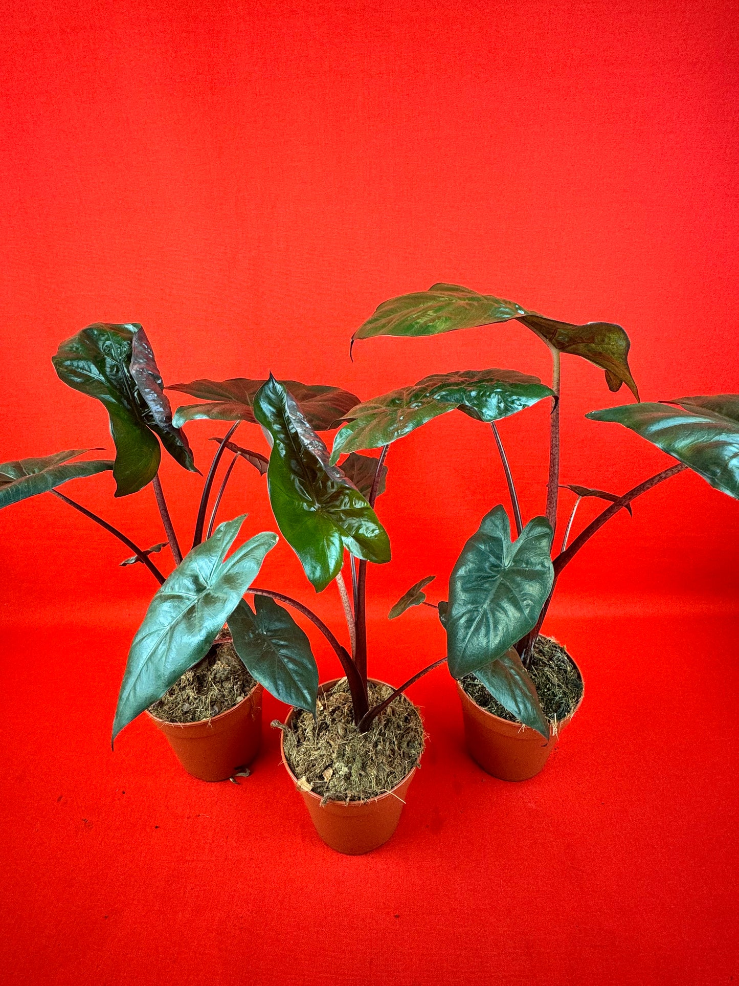 Alocasia Yucatan Princess - LUplnts