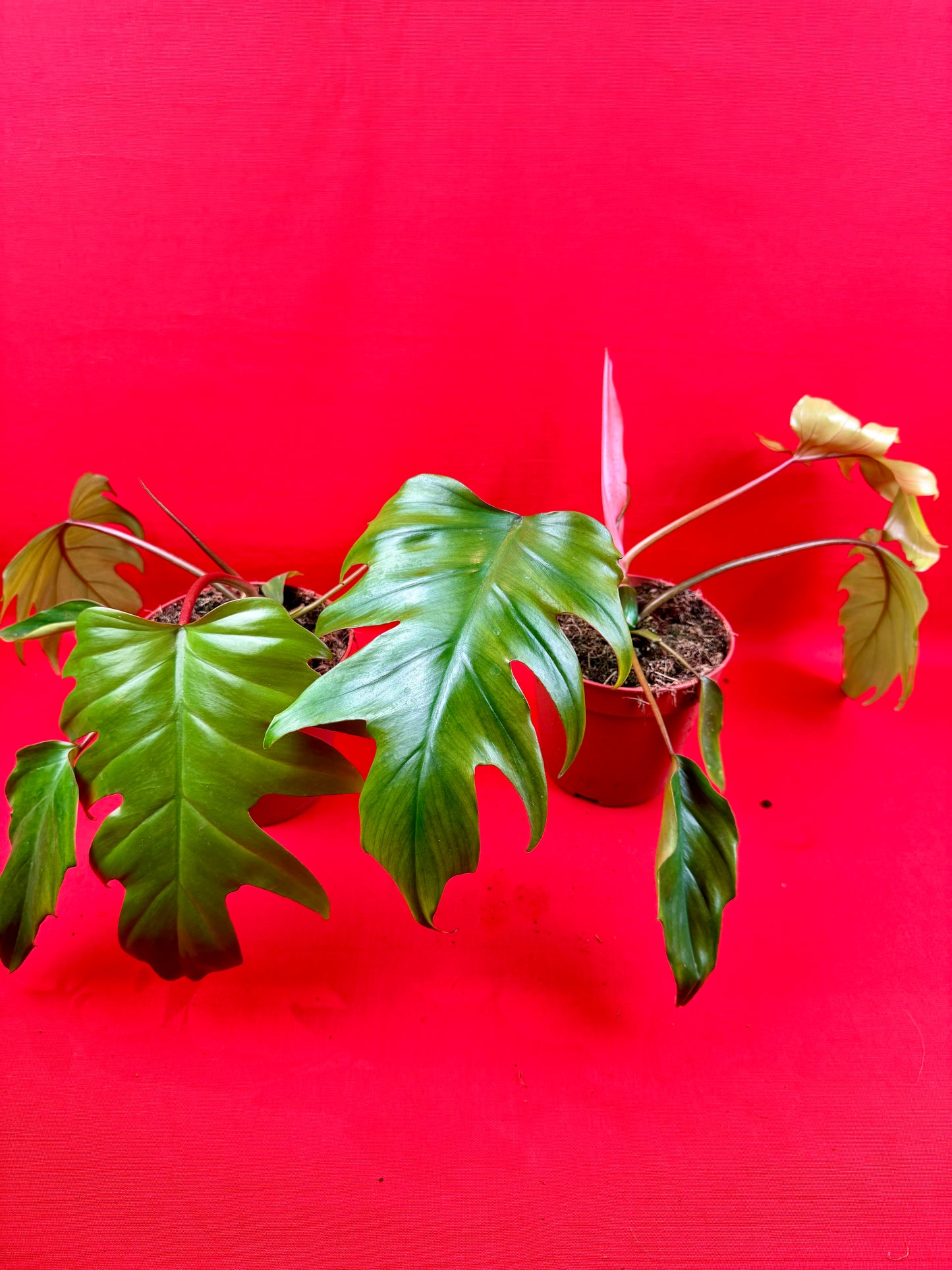 Philodendron Mayoi - LUplnts
