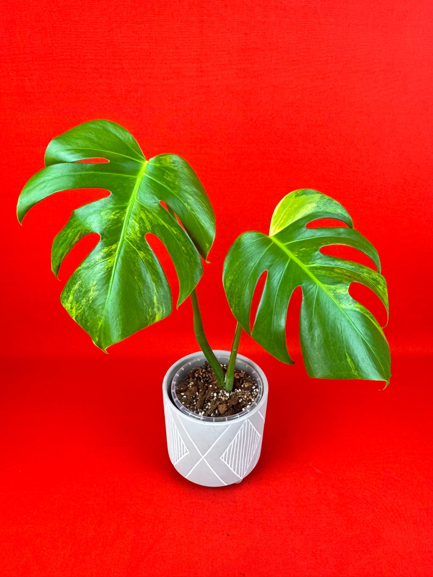 Monstera Deliciosa Aurea - LUplnts