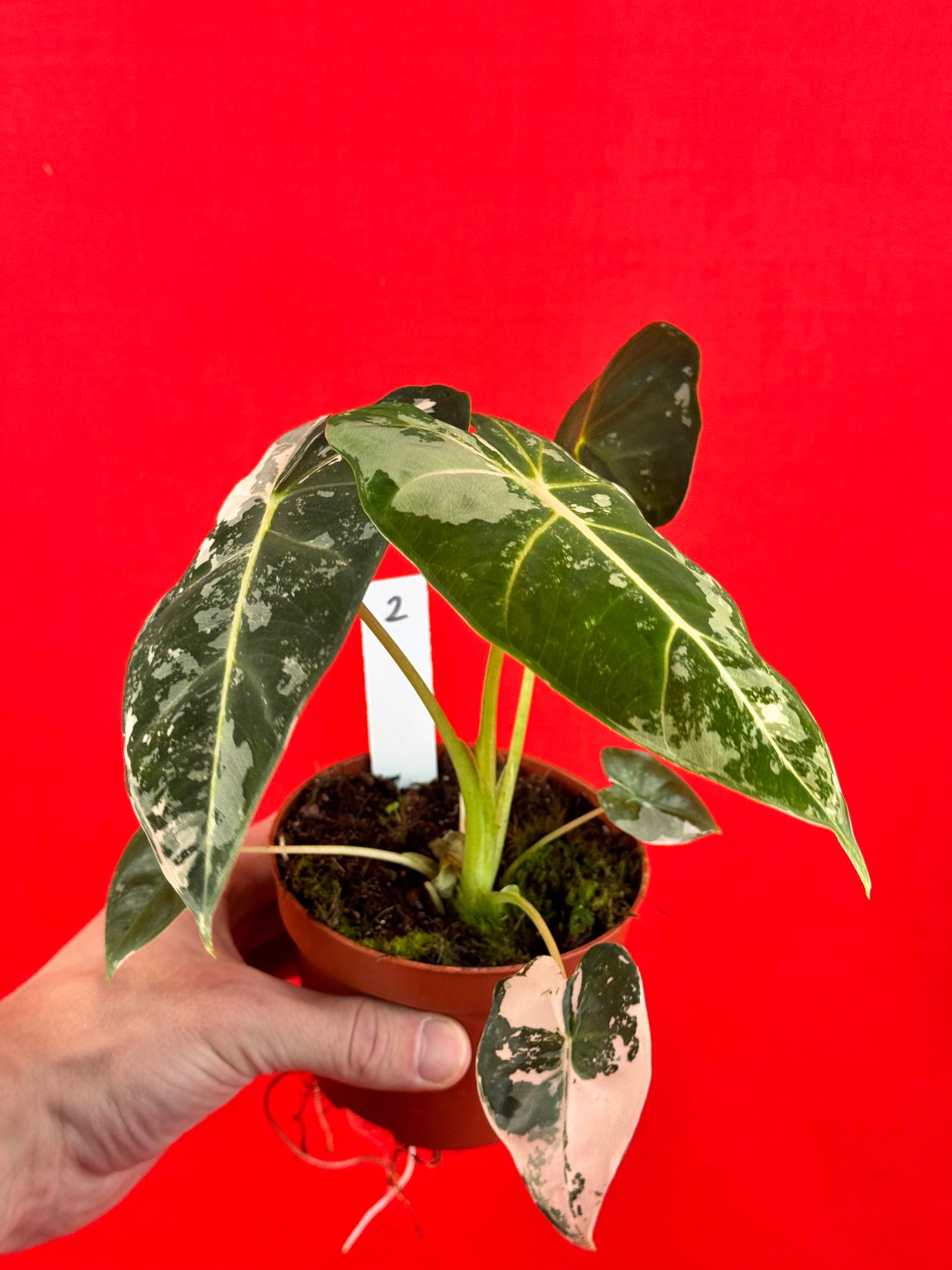 Alocasia micholitziana Frydek Variegata