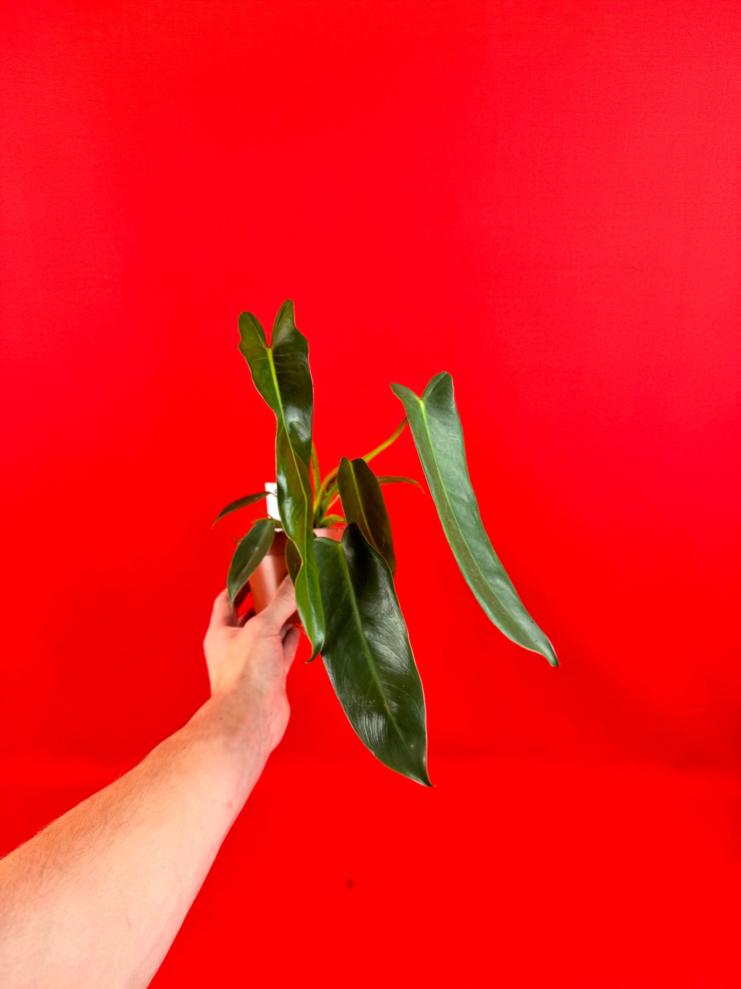 Philodendron Spiritus-Sancti
