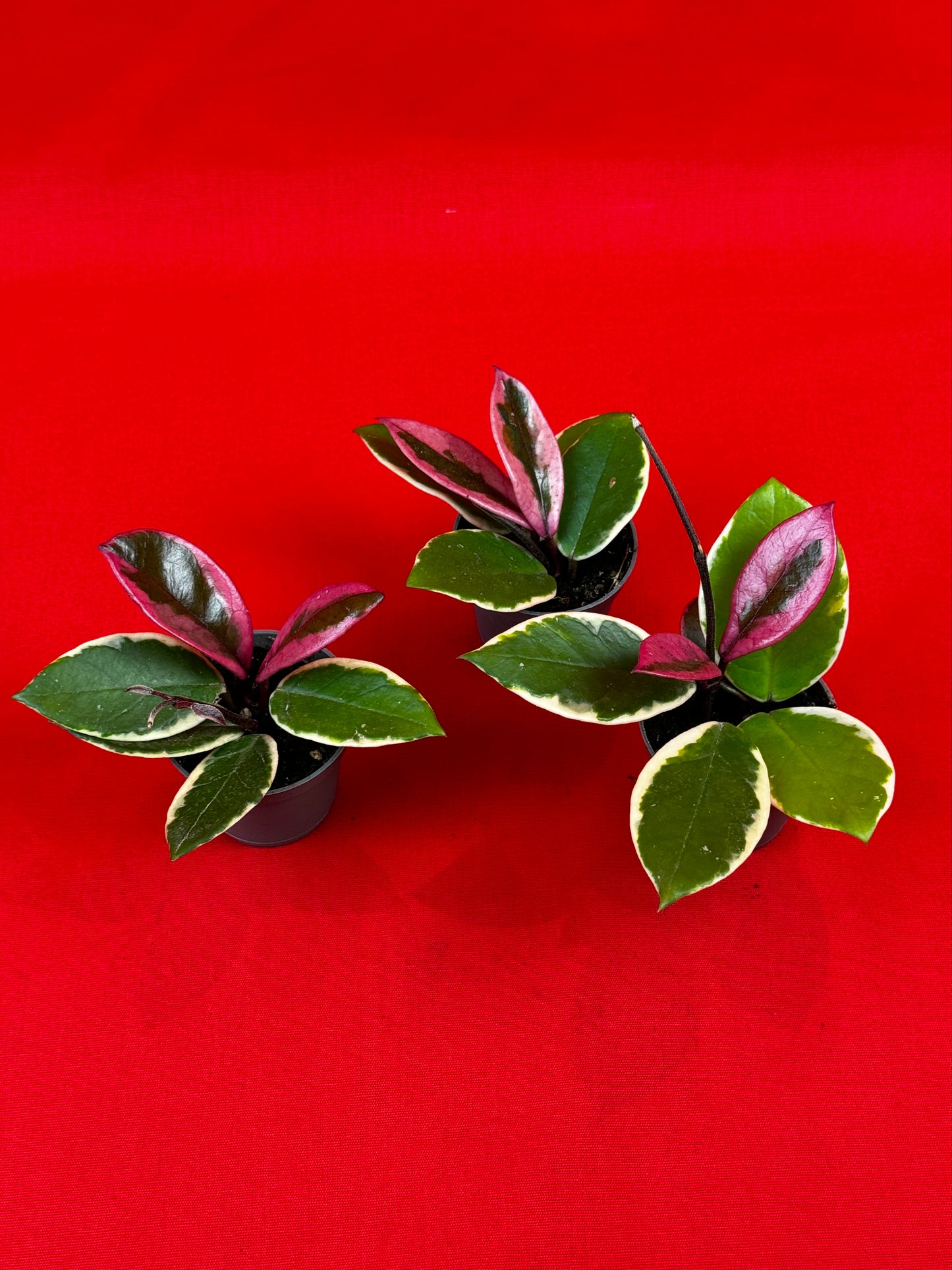 Hoya carnosa 'Flamingo Dream' (s) - LUplnts