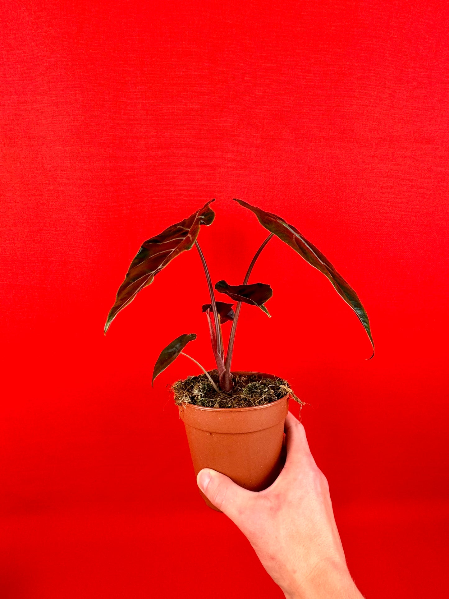 Alocasia chantrieri