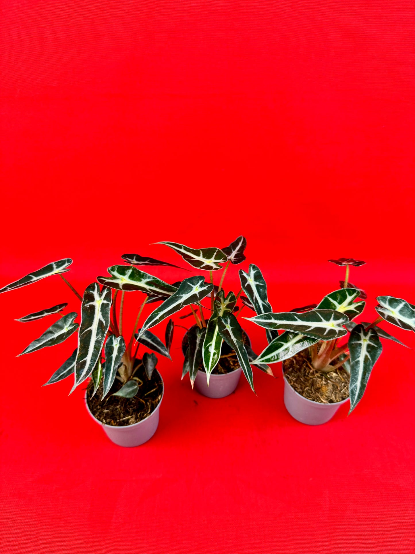 Alocasia Bambino - LUplnts
