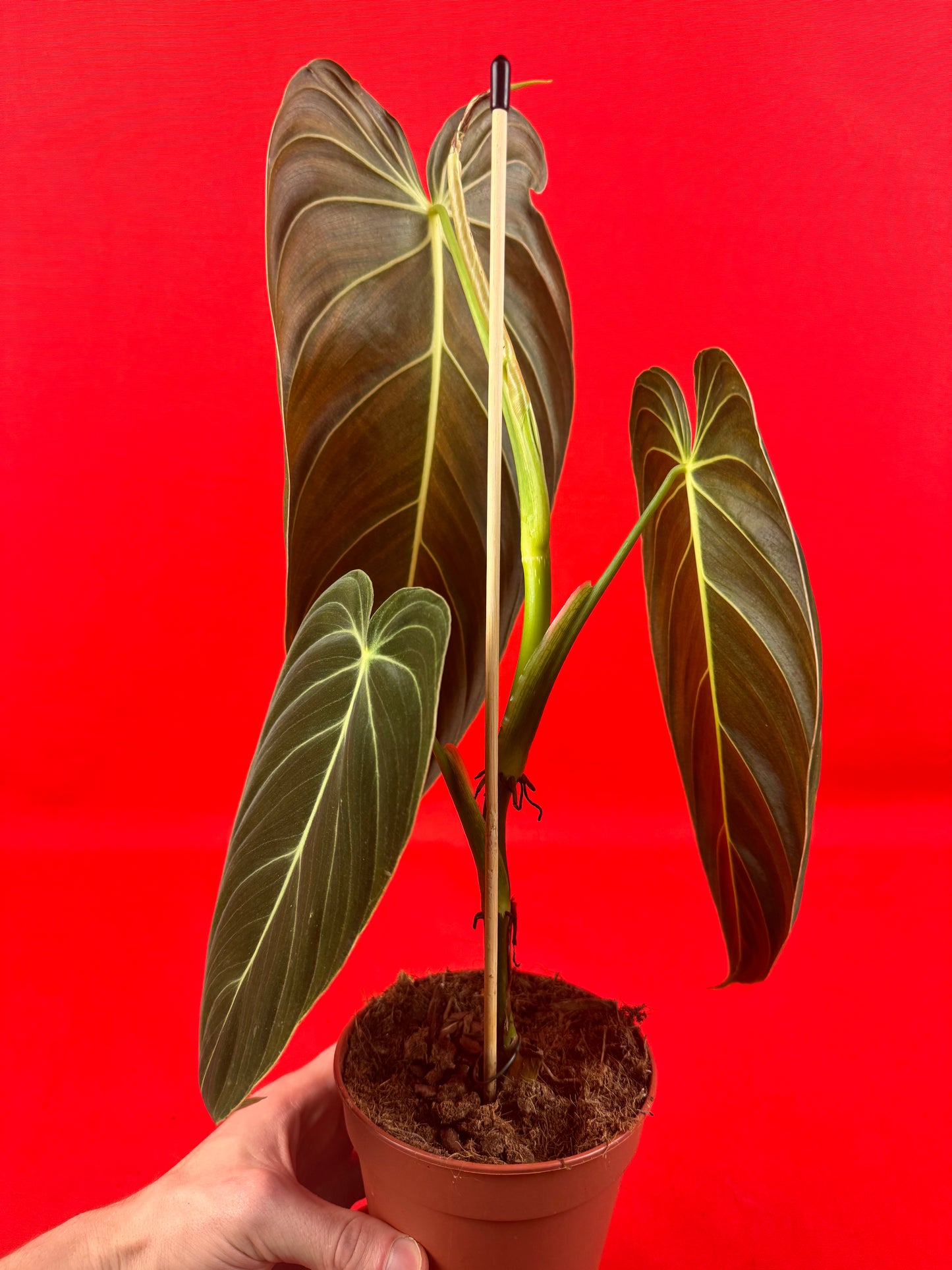 Philodendron Melanochrysum - LUplnts