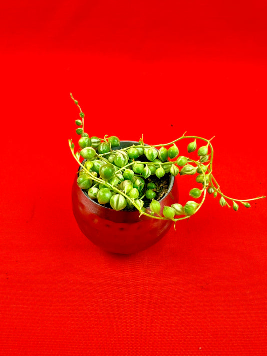 Senecio rowleyanus variegata (s)