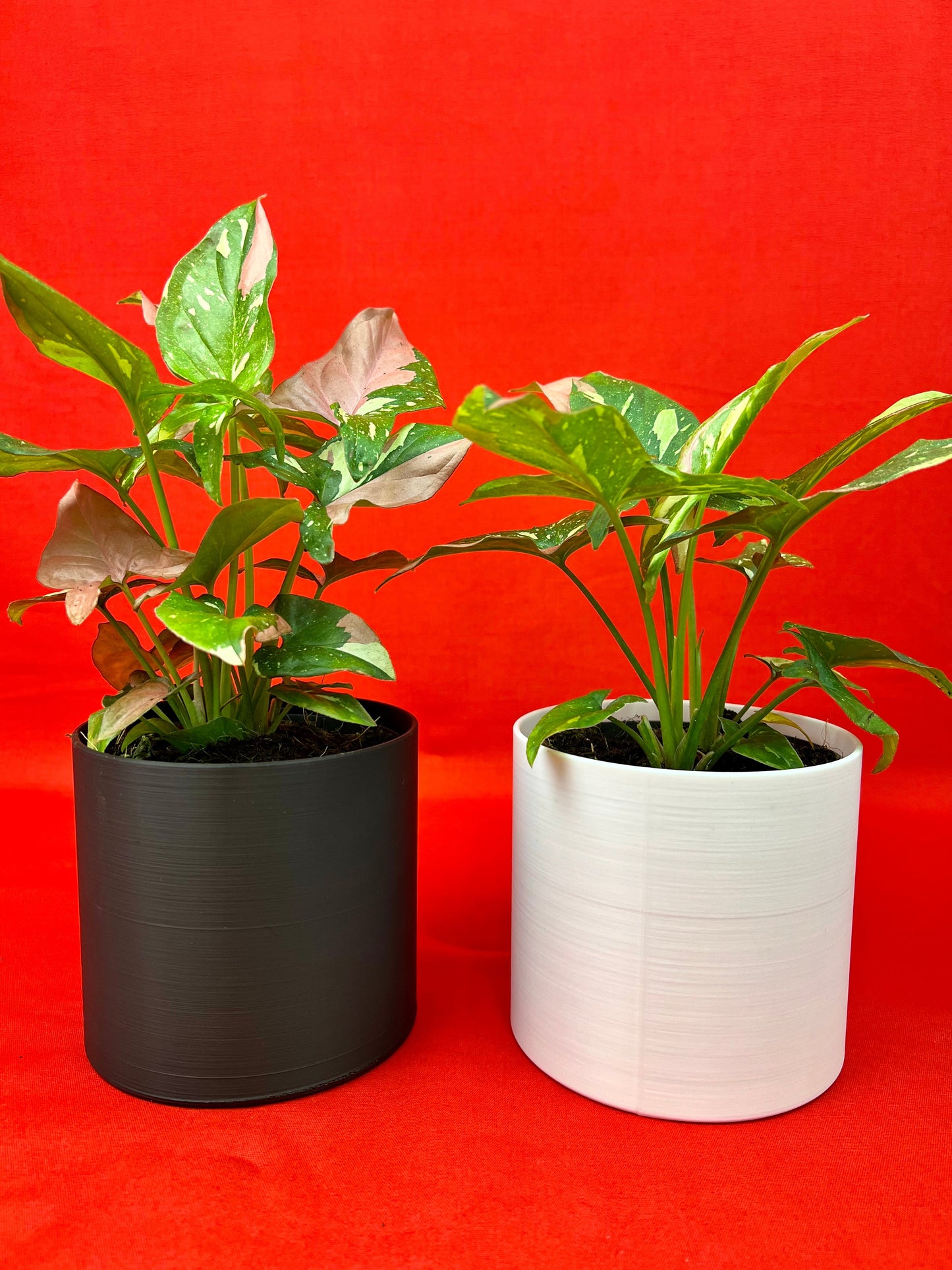 Syngonium Red Spot Tricolor - LUplnts