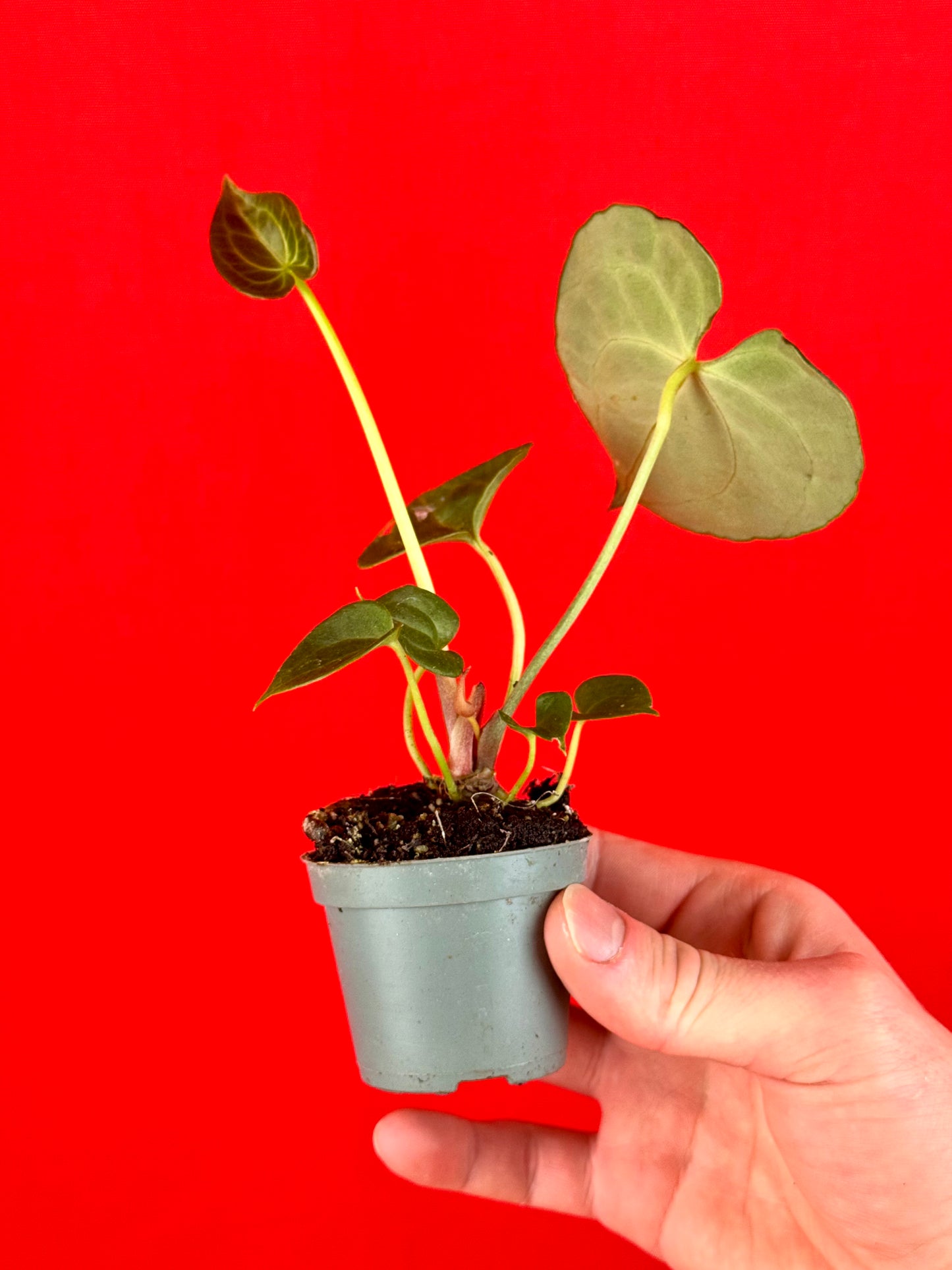 Anthurium Clarinervium (s) - LUplnts