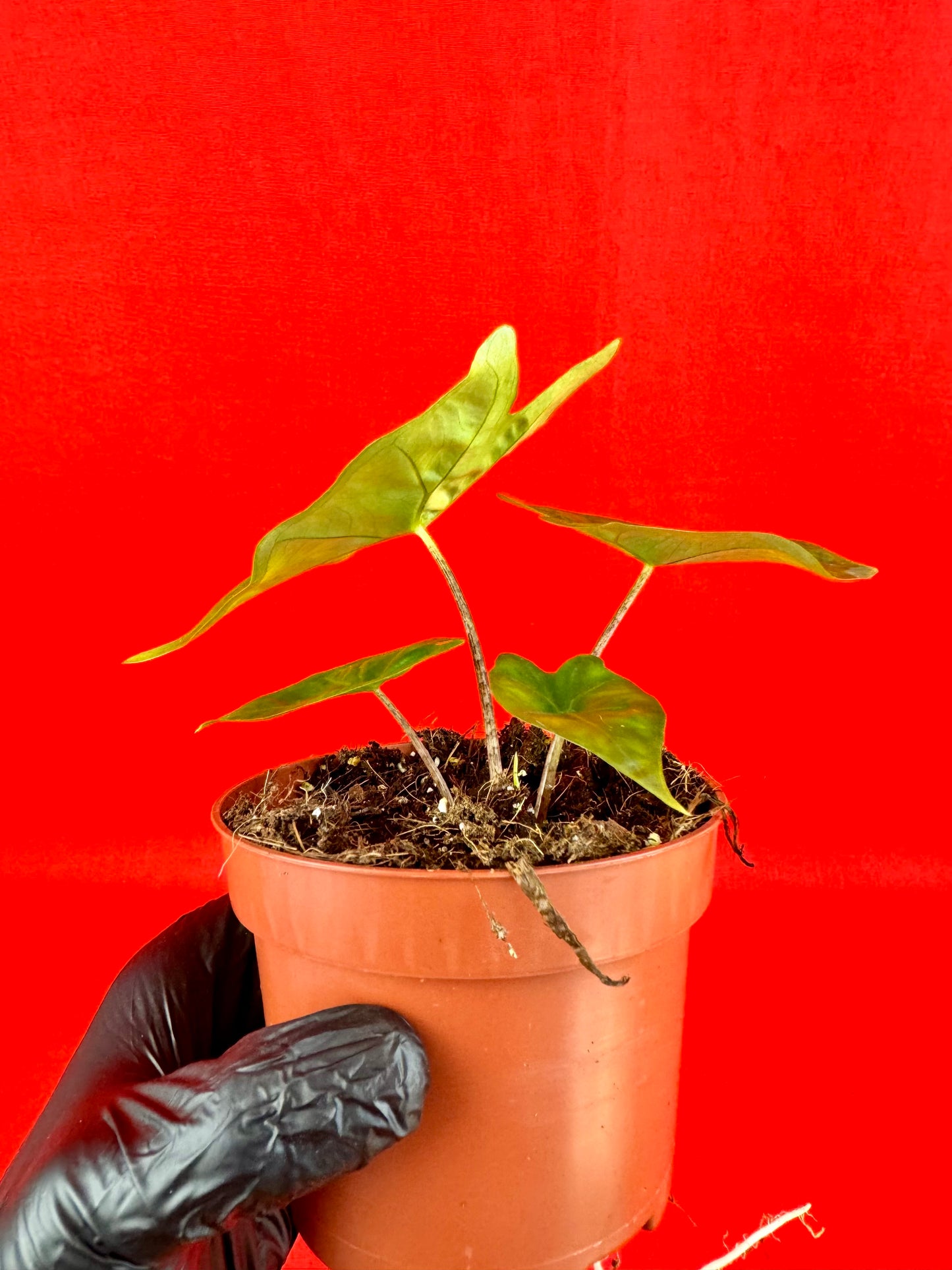 Alocasia nycteris 'Bat Wing' - LUplnts