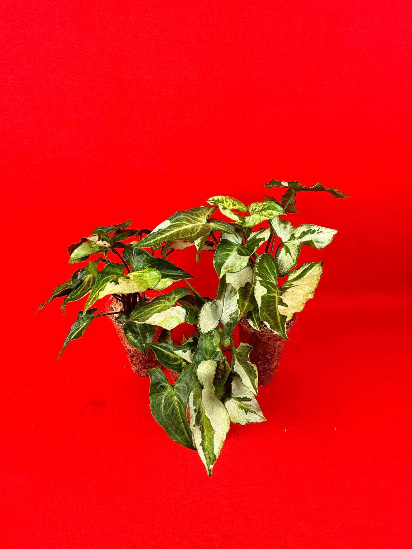 Syngonium Three Kings - LUplnts