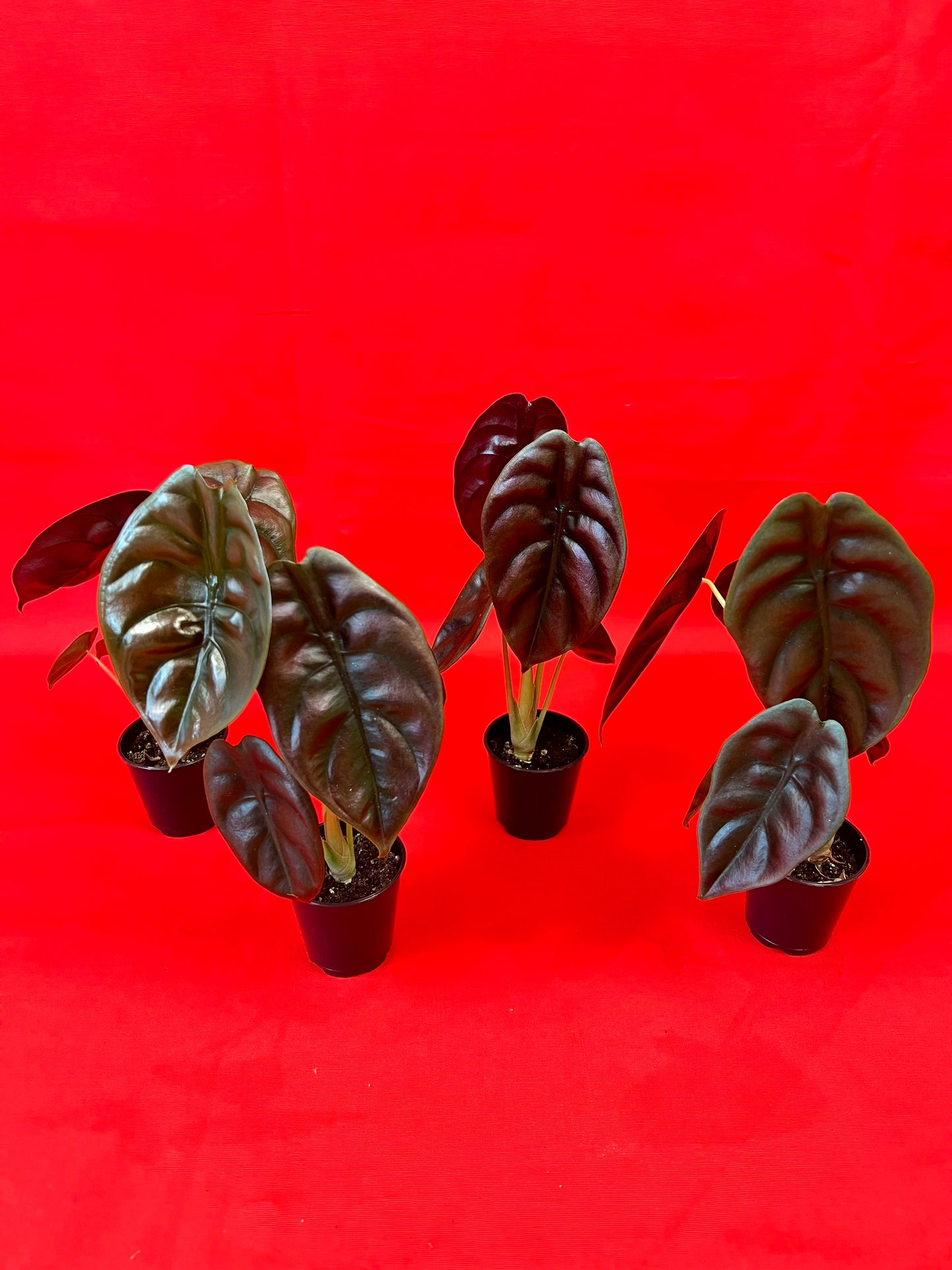 Alocasia Cuprea Red Secret (s) - LUplnts