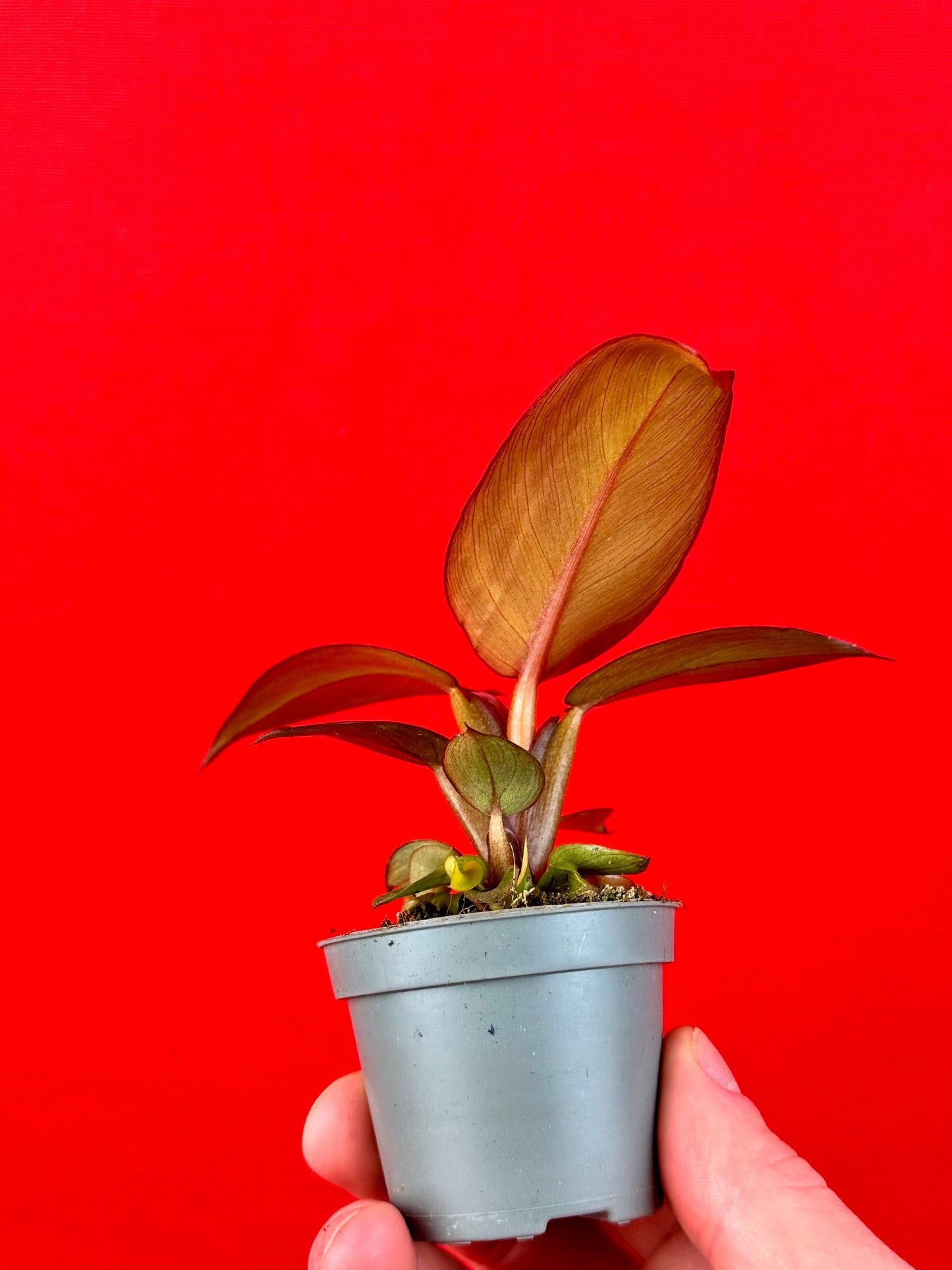 Philodendron Red Sun - LUplnts
