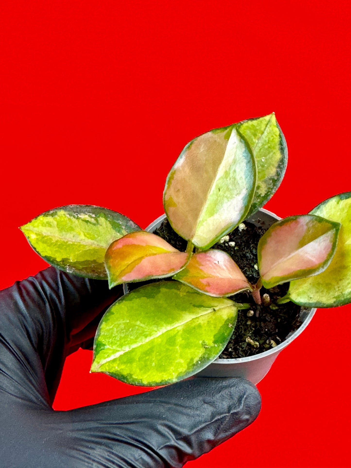 Hoya carnosa 'Tricolor' (s) - LUplnts