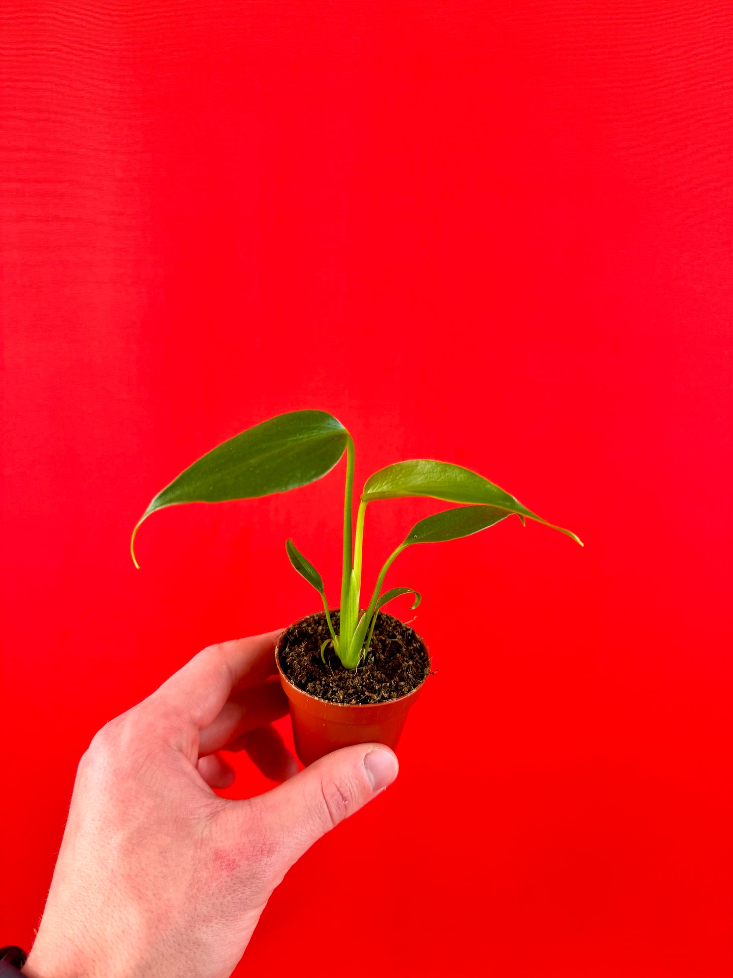 Monstera Burle Marx Flame (s)