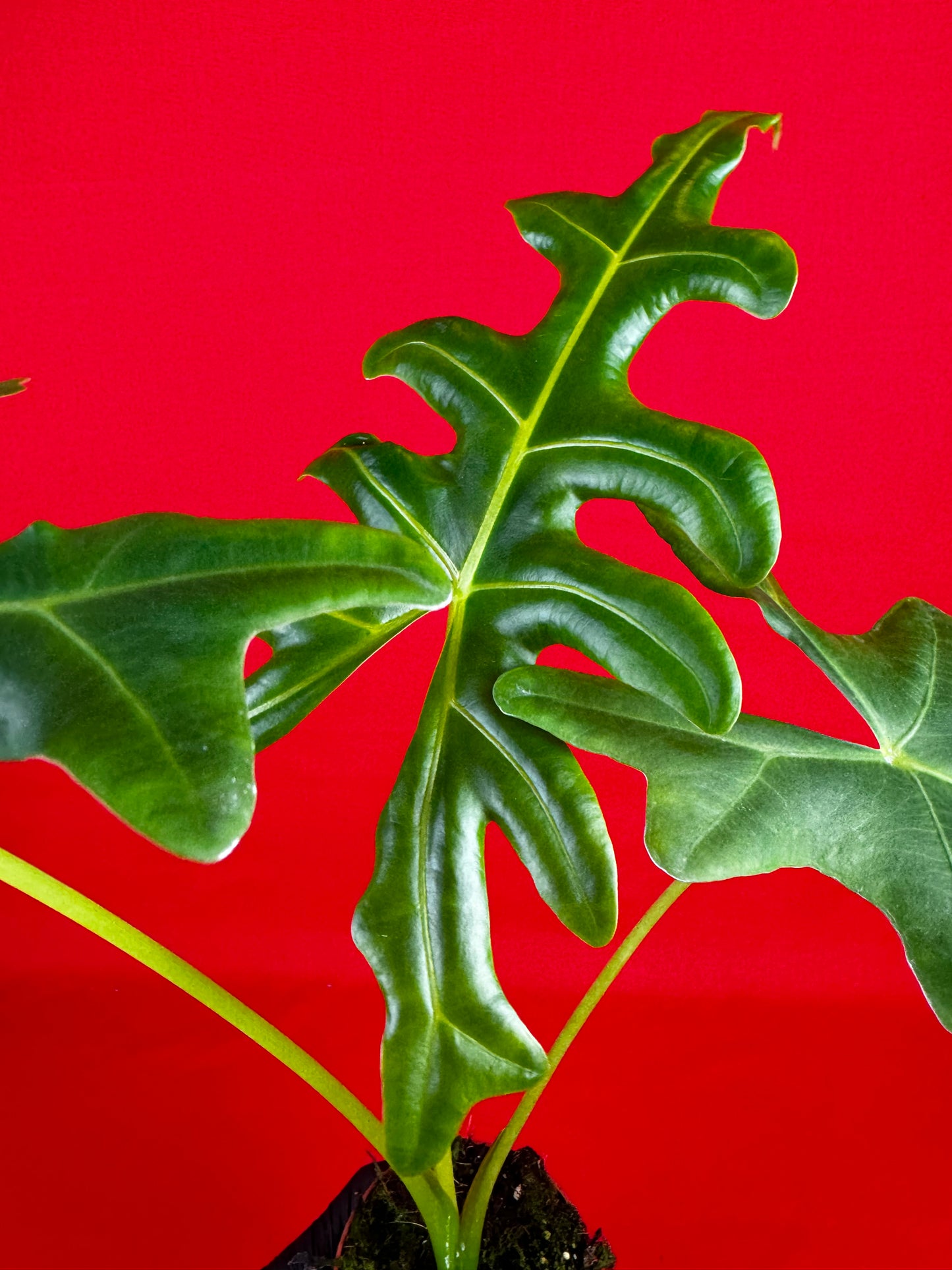 Alocasia Portei - LUplnts
