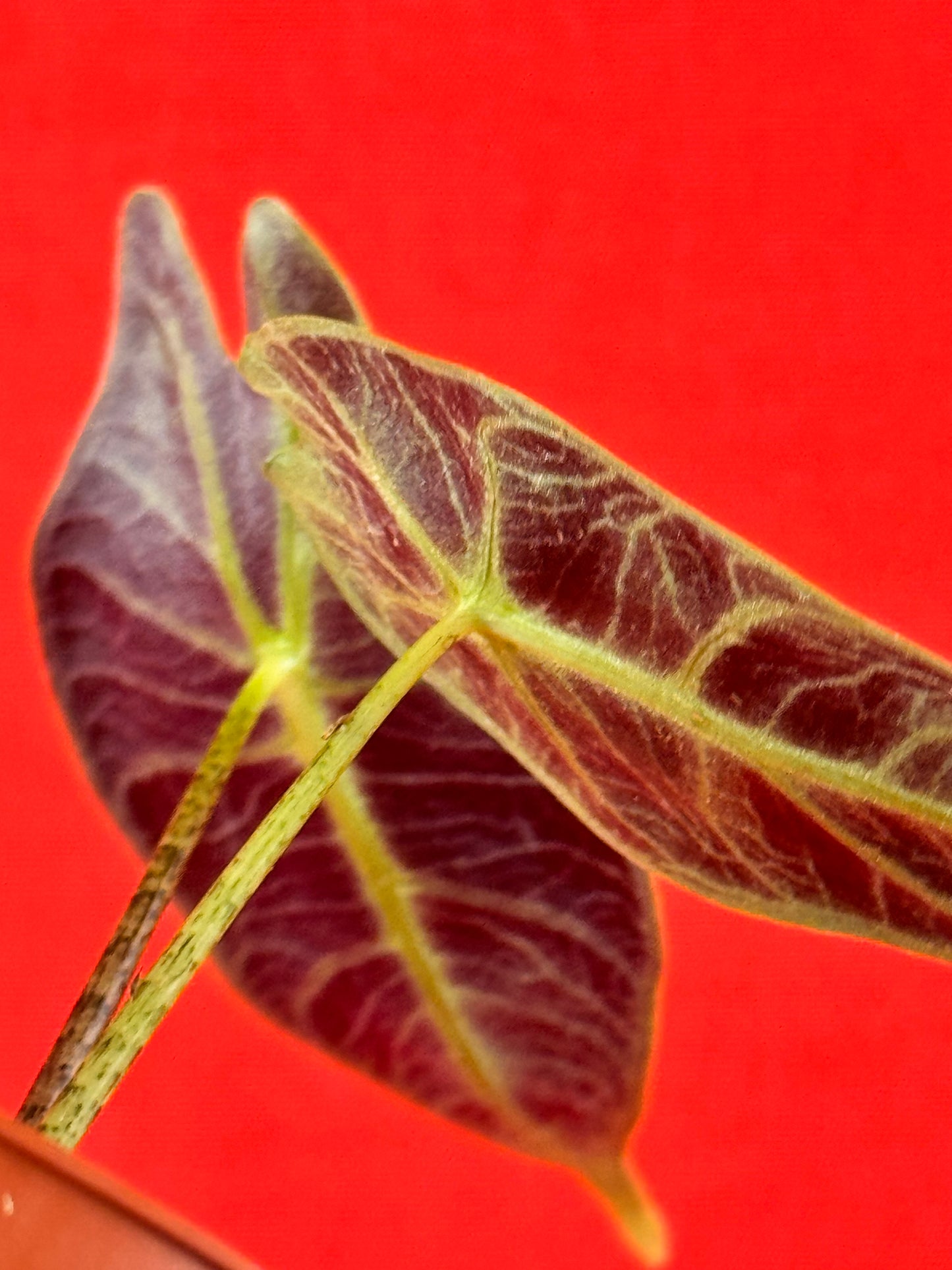 Alocasia longiloba SILVER - LUplnts