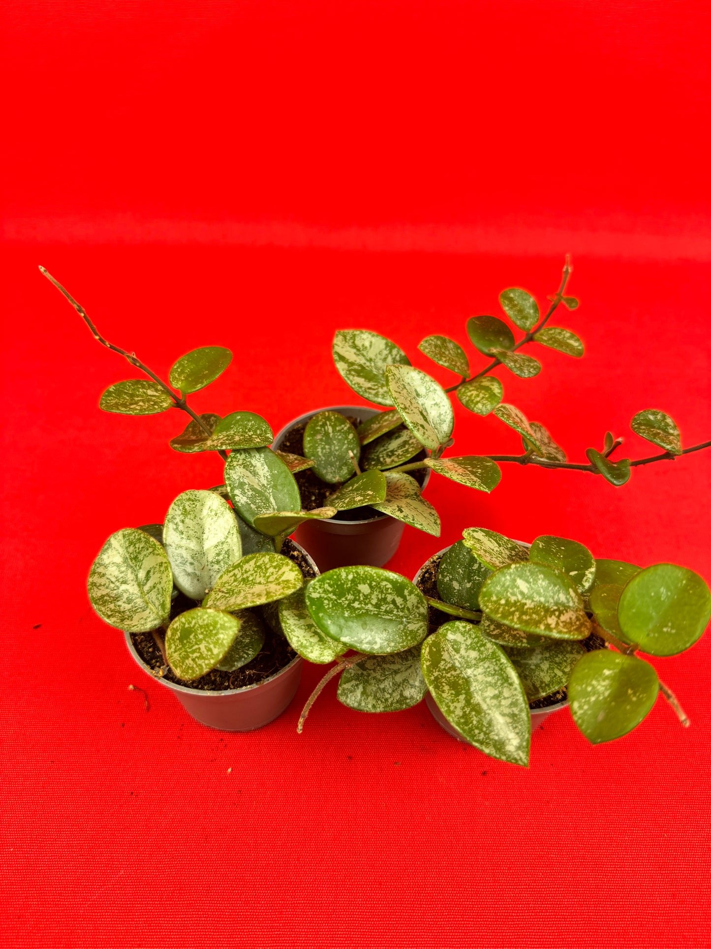 Hoya 'Mathilde Splash' (s) - LUplnts