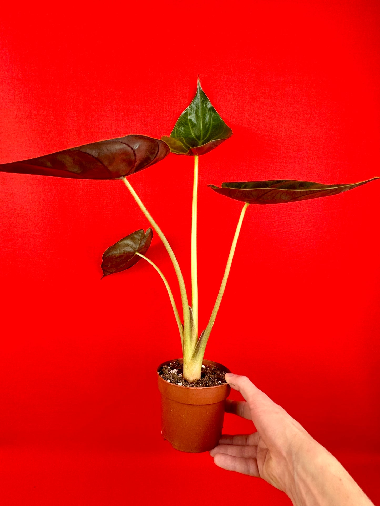 Alocasia wentii