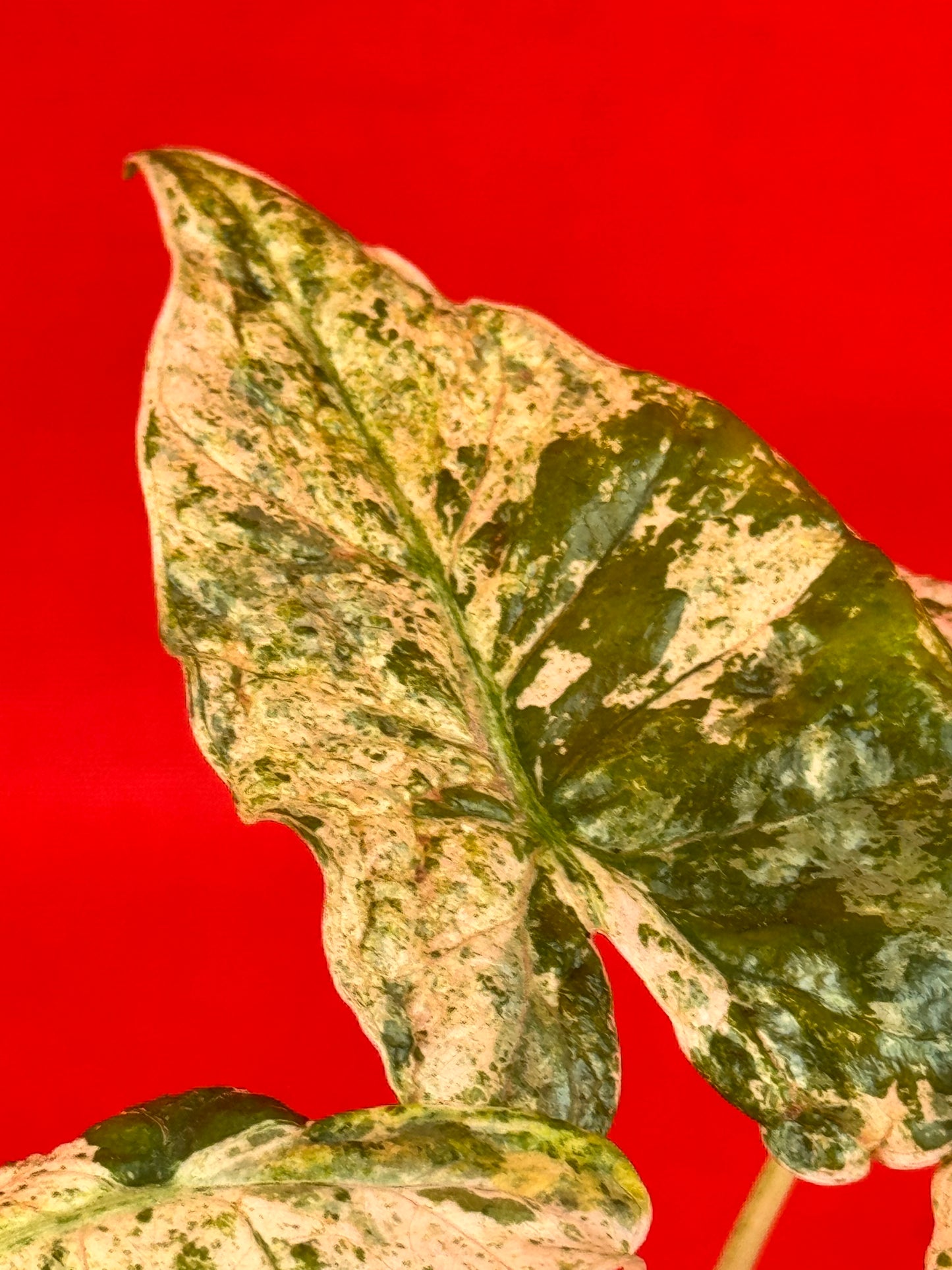 Alocasia macrorrhizos 'Splash'