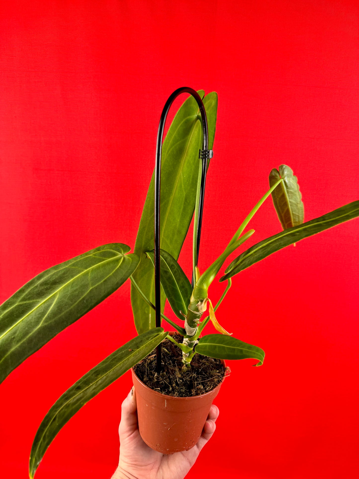 Anthurium Warocqueanum - LUplnts