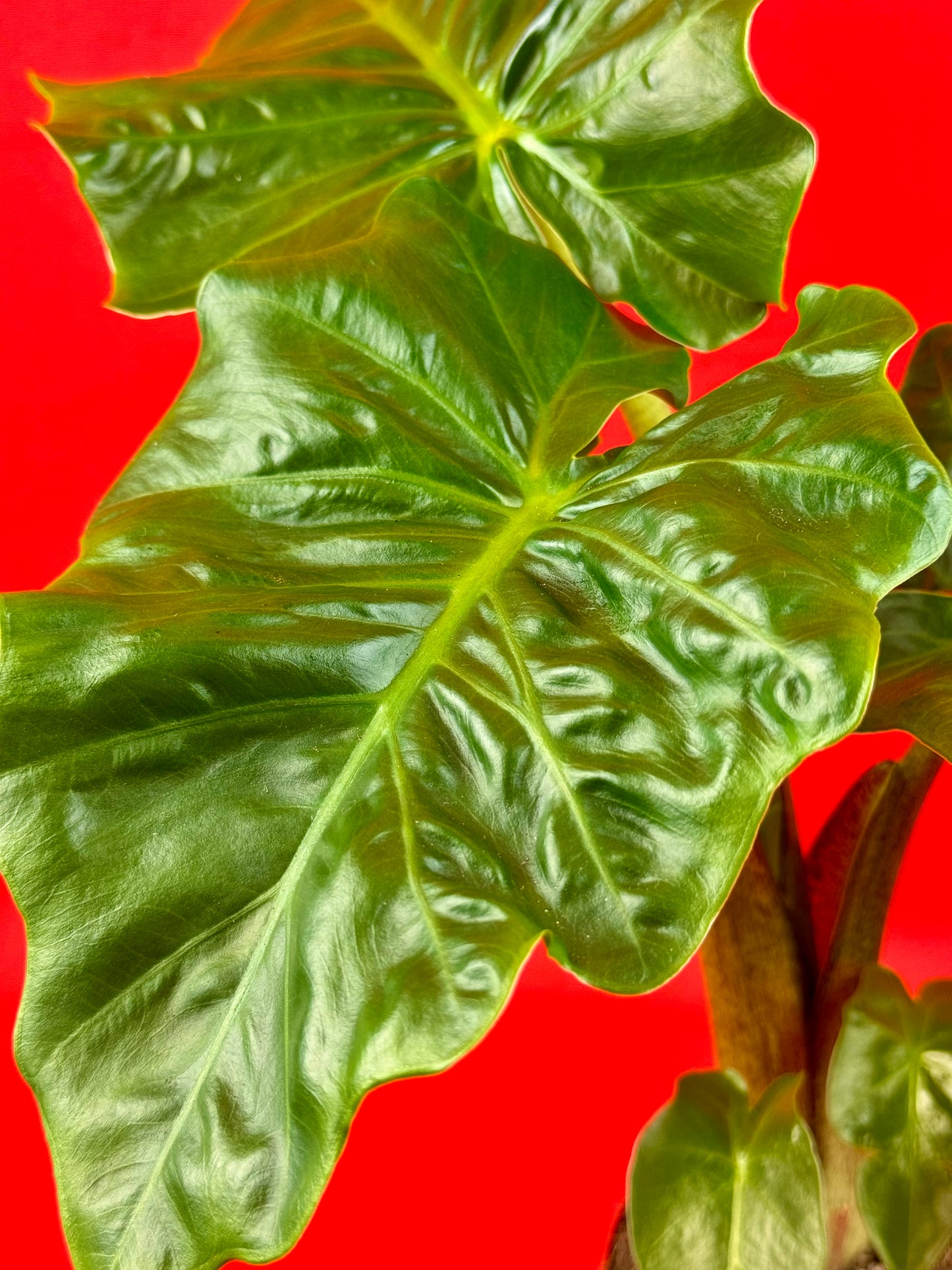 Alocasia Macrorrhiza