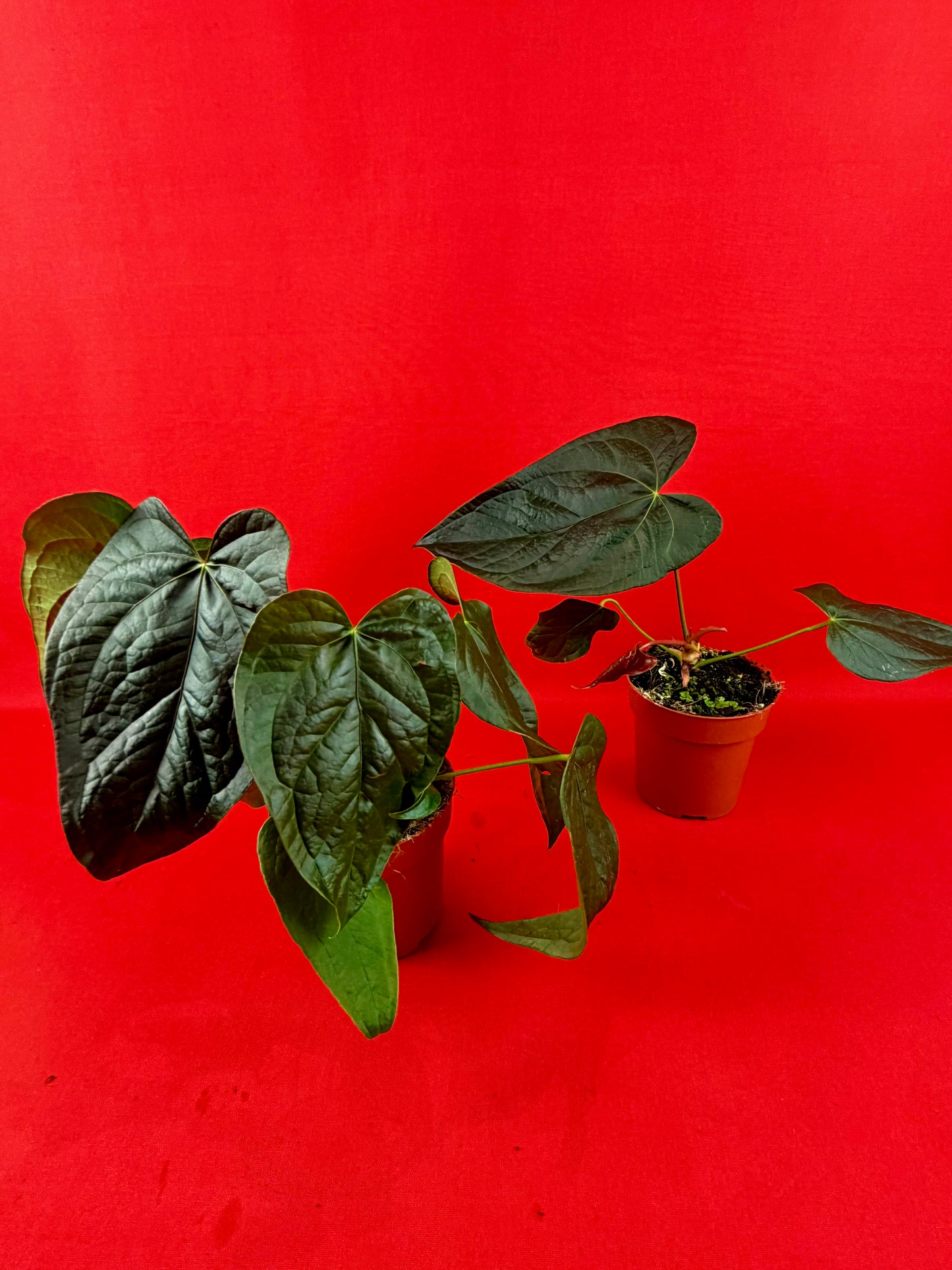 Anthurium Queen of Hearts