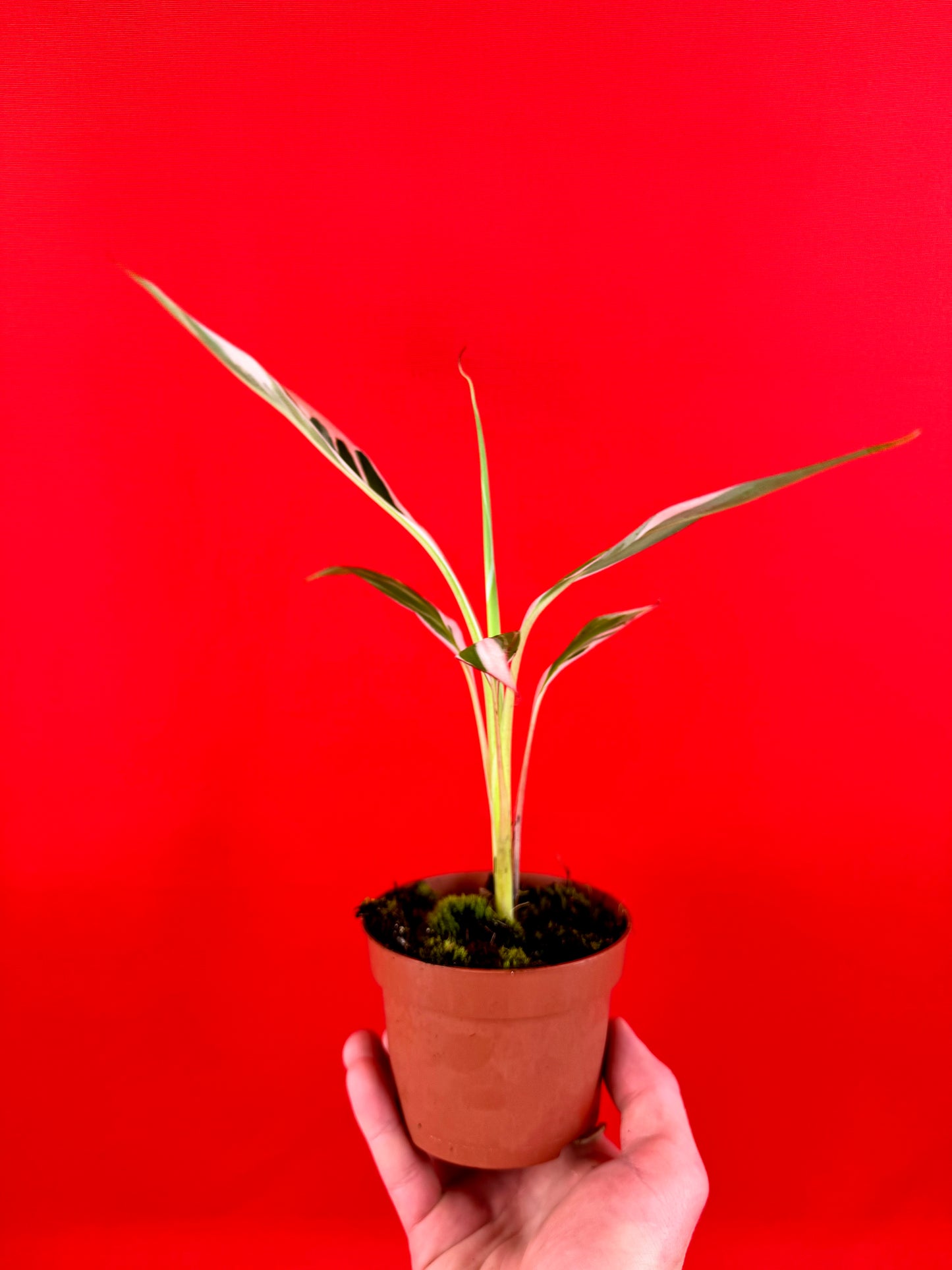 Musa Florida Variegata - LUplnts