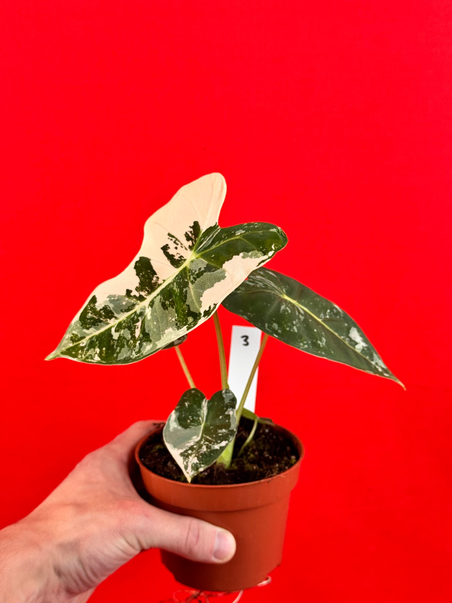 Alocasia micholitziana Frydek Variegata