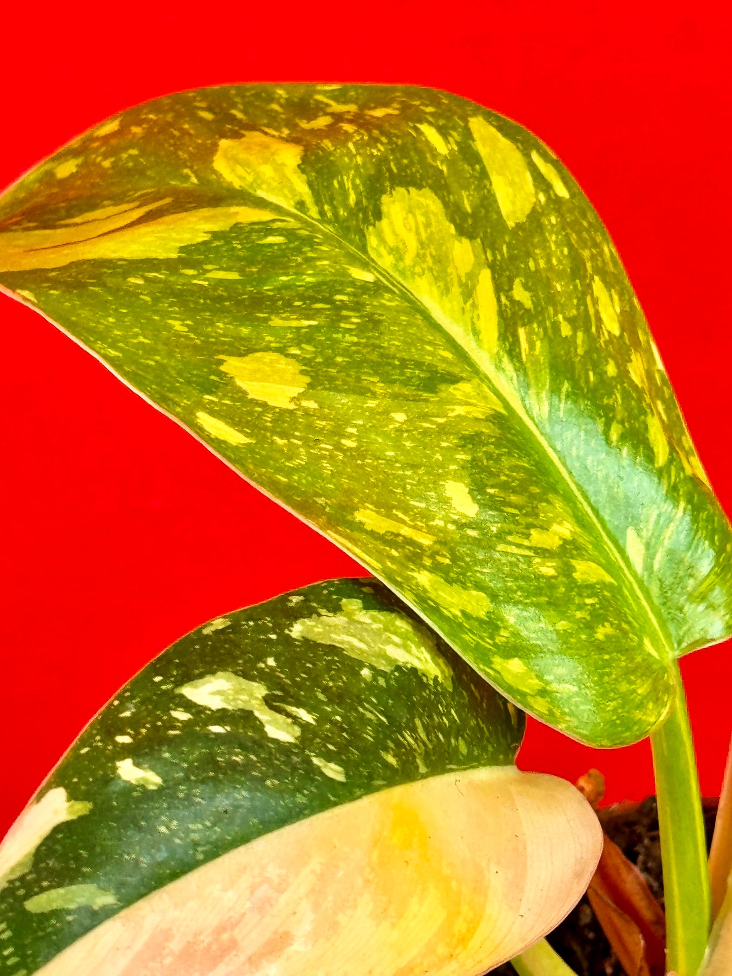 Philodendron green Congo