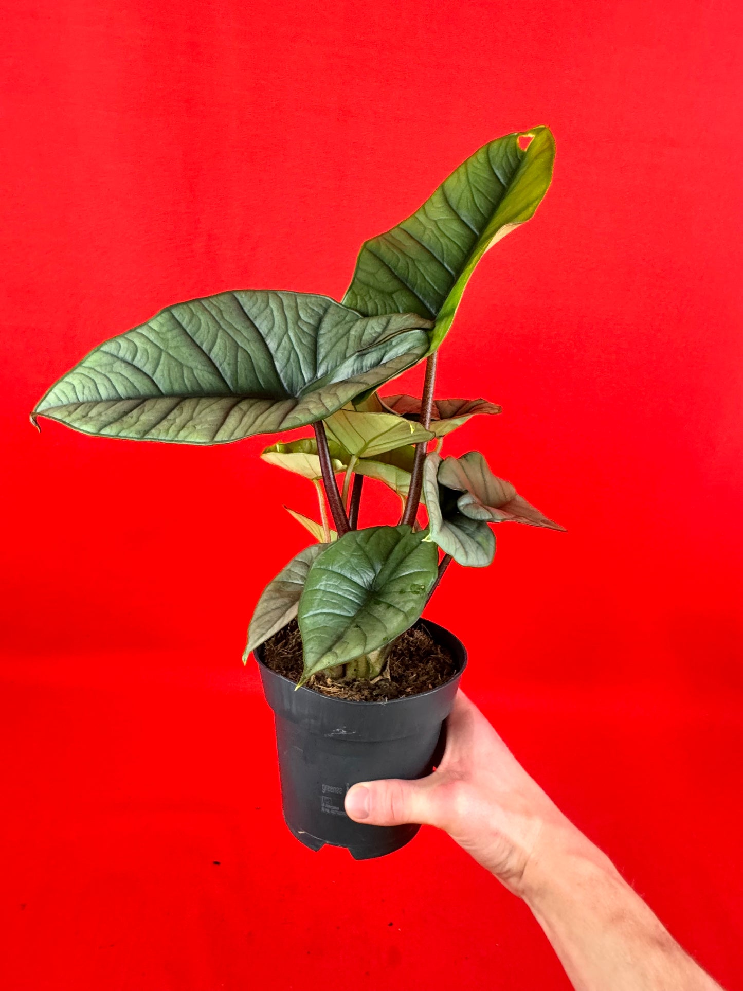 Alocasia Platinum - LUplnts