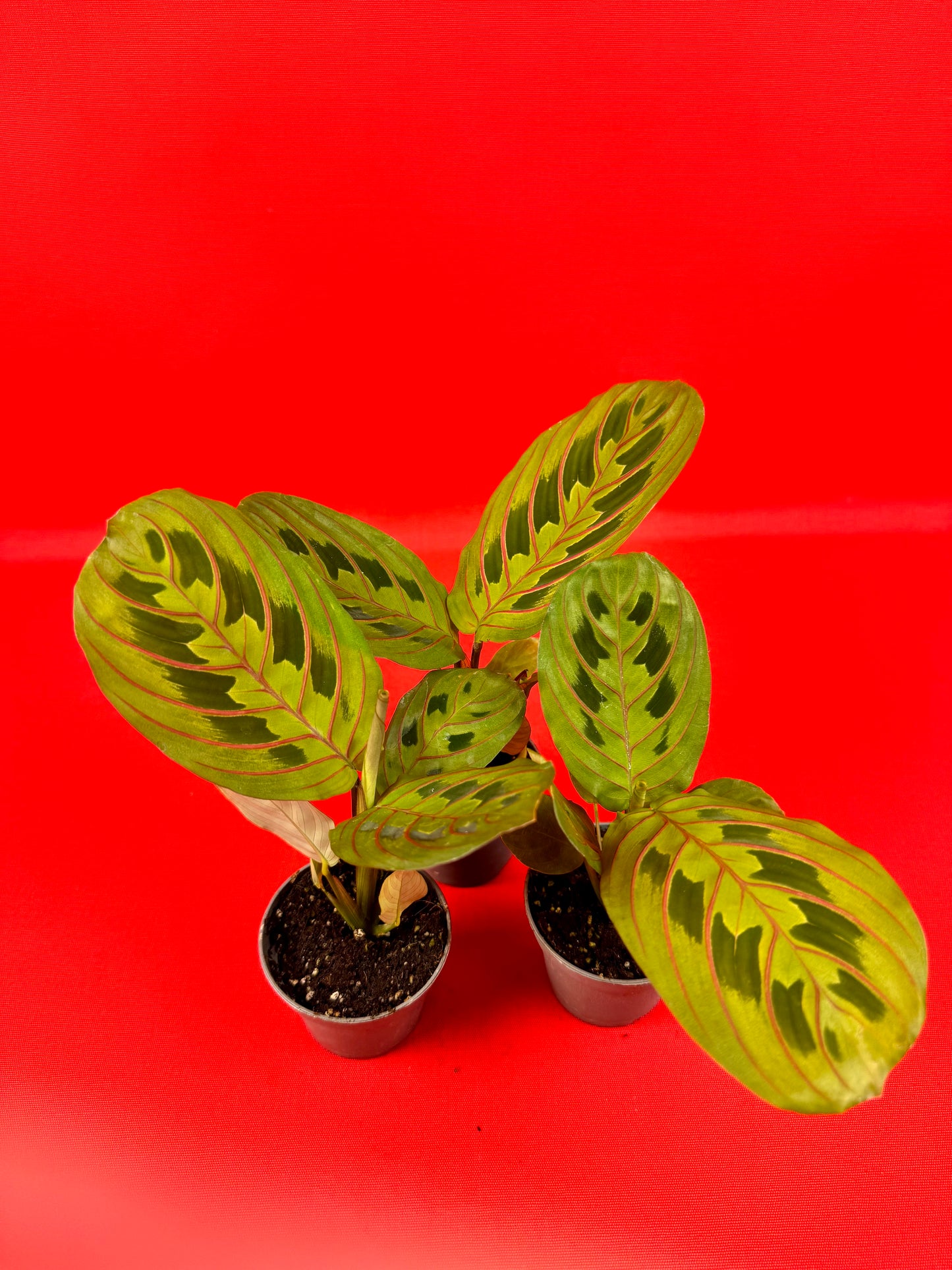 Maranta leuconeura Red Stripe (s) - LUplnts