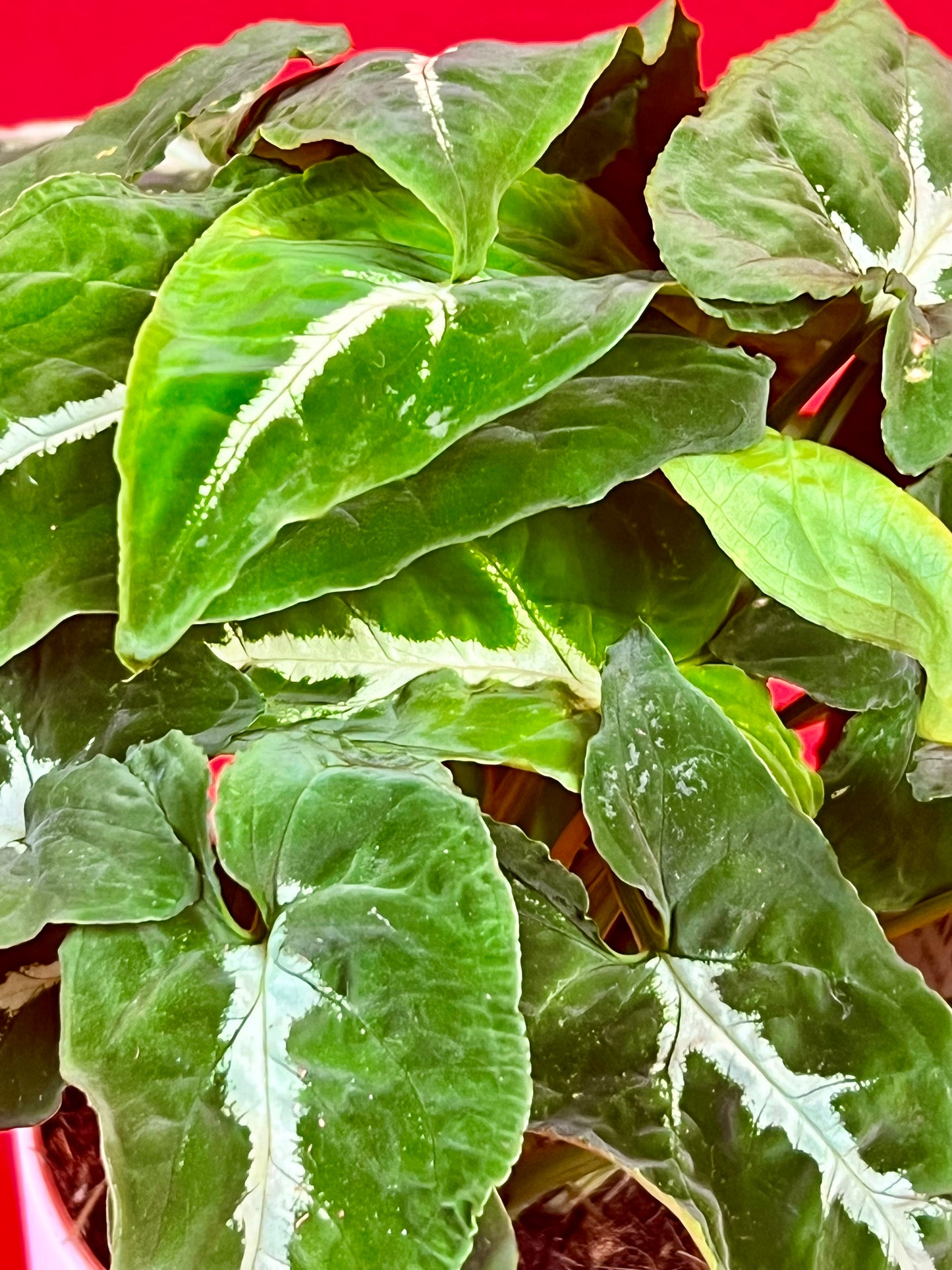 Syngonium Wendlandii - LUplnts
